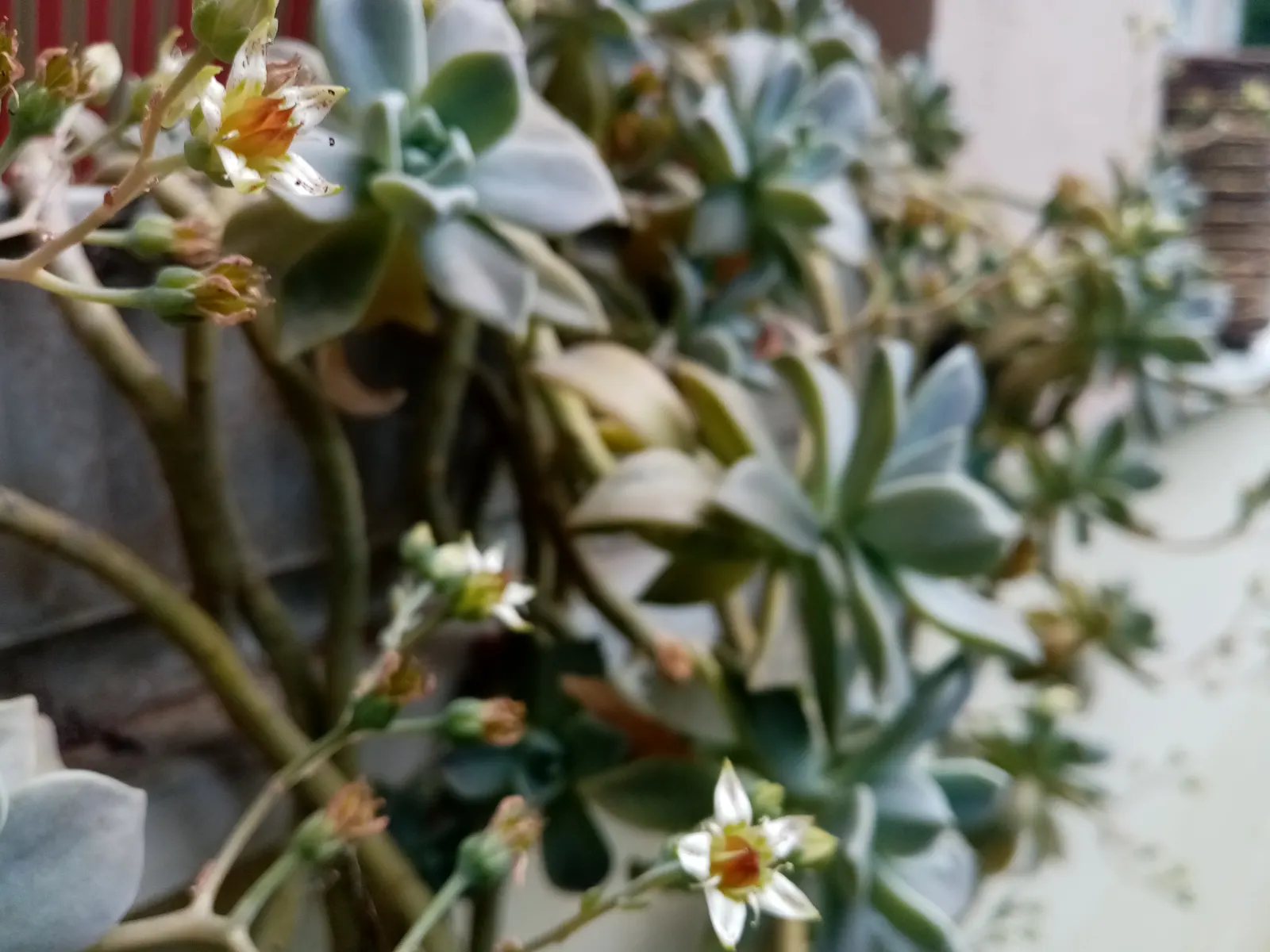 Ghost Plant (Graptopetalum Paraguayense) — Flower enthusiasts will appreciate the delicate yellow blooms that emerge in spring