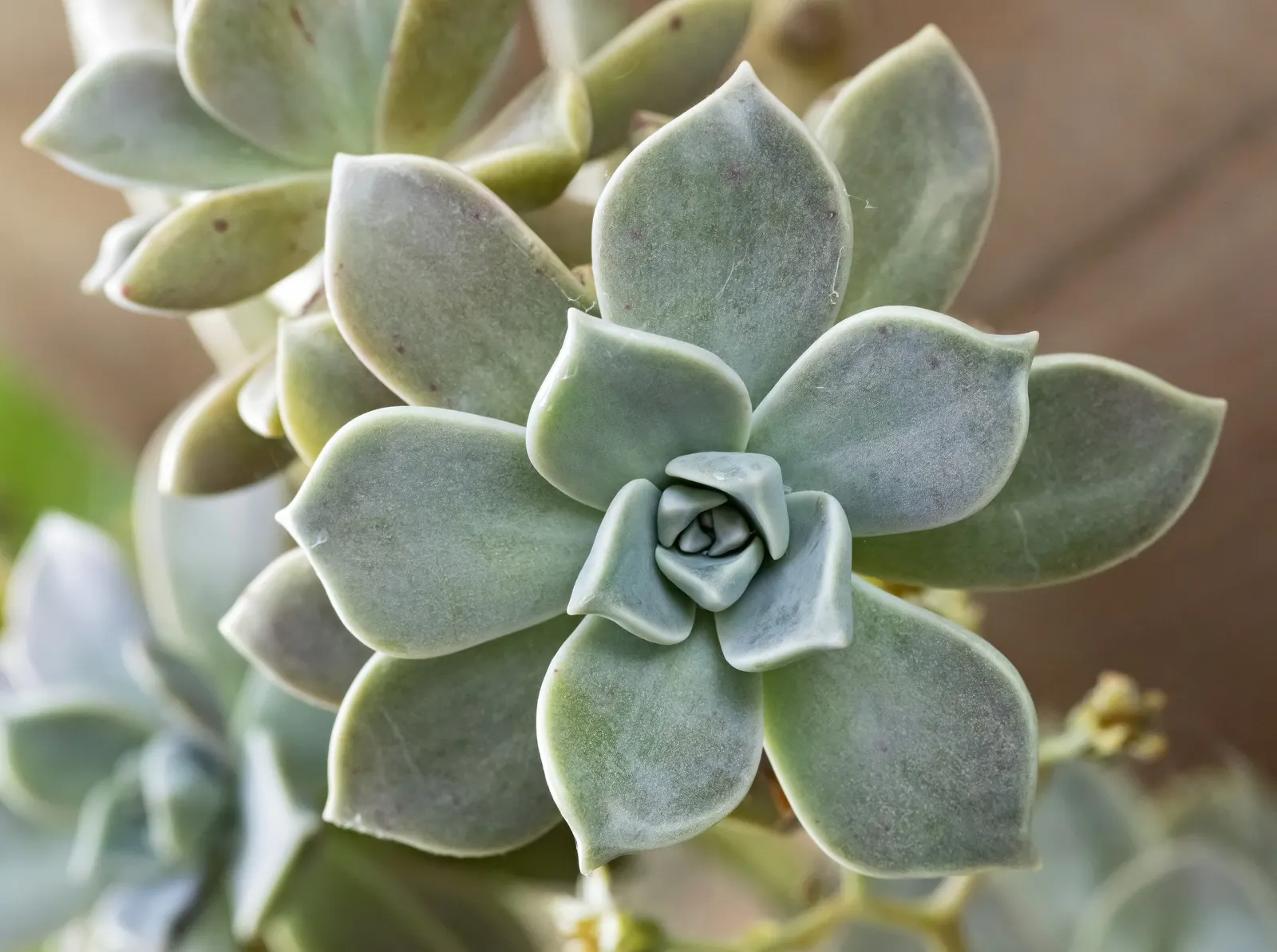 Ghost Plant (Graptopetalum Paraguayense) — the Ghost Plant is extremely low maintenance and drought-tolerant once established