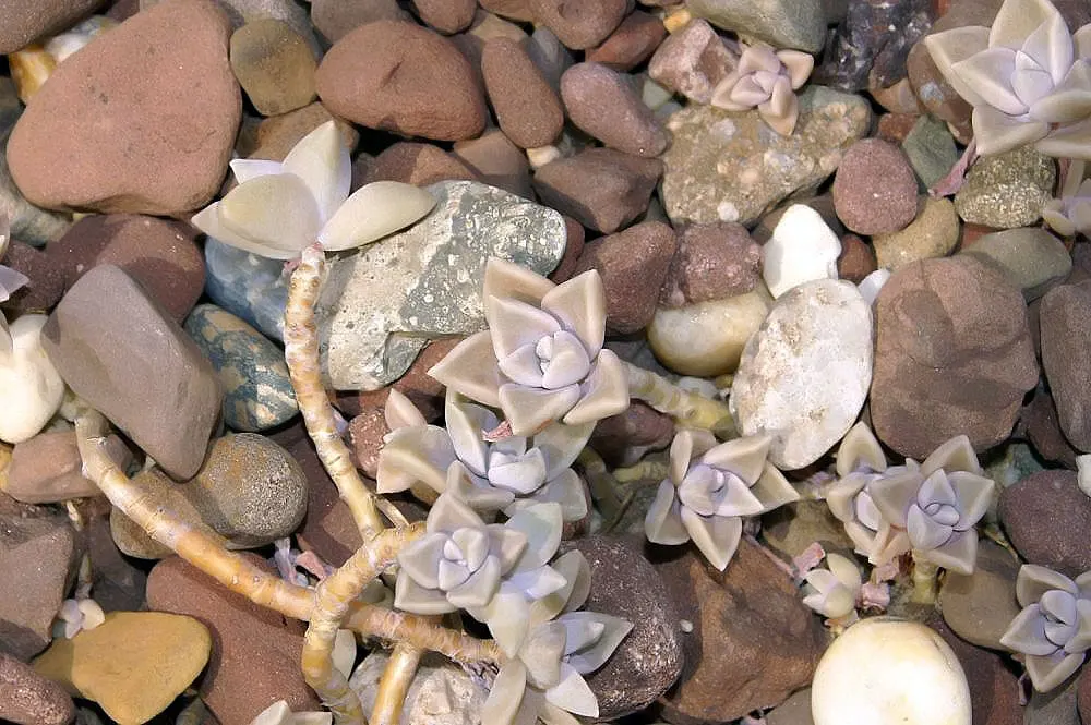 Ghost Plant (Graptopetalum Paraguayense) — adding a subtle burst of color to the landscape; is a succulent that boasts rosettes with a unique, image 75