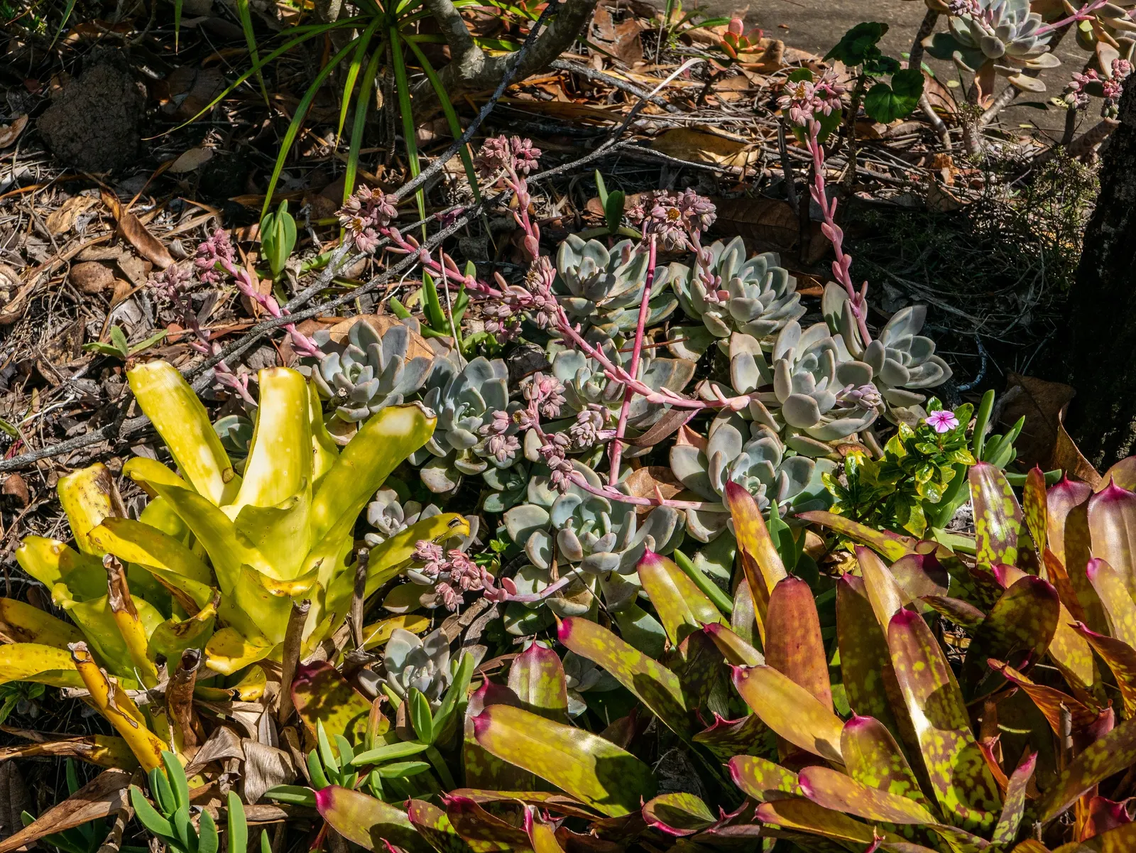 Ghost Plant (Graptopetalum Paraguayense) — is a versatile and intriguing succulent that makes for a captivating addition to any landscape design, image 107