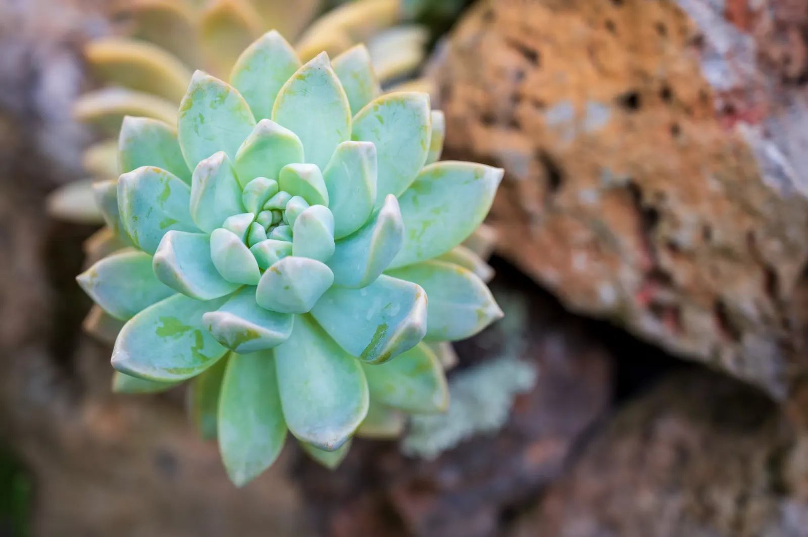 Ghost Plant (Graptopetalum Paraguayense) — commonly known as Ghost Plant; succulent with white blooms, image 86