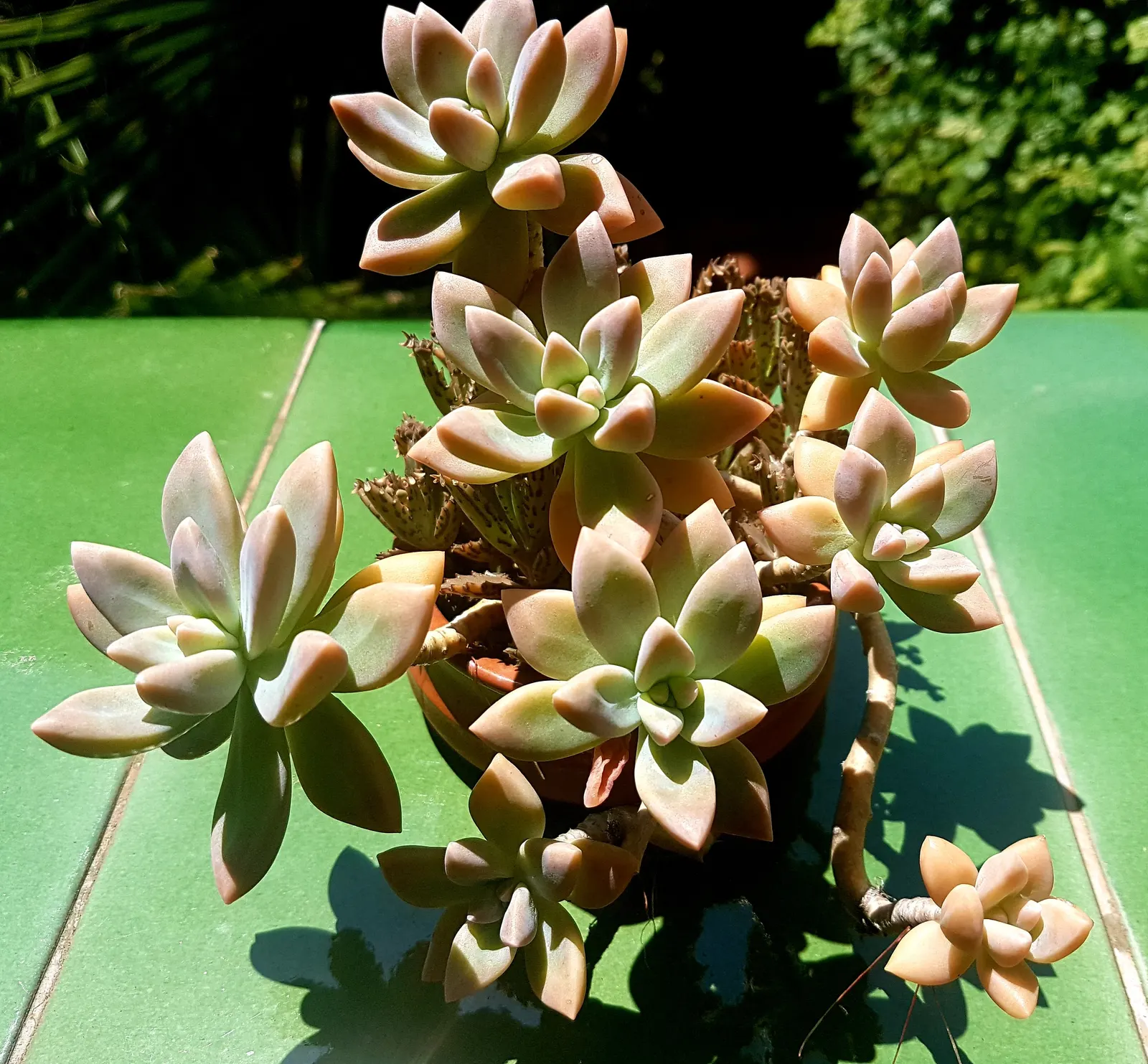 Ghost Plant (Graptopetalum Paraguayense) — at least 6 hours of daylight are optimal for its growth and coloration; is a versatile and intriguing, image 90