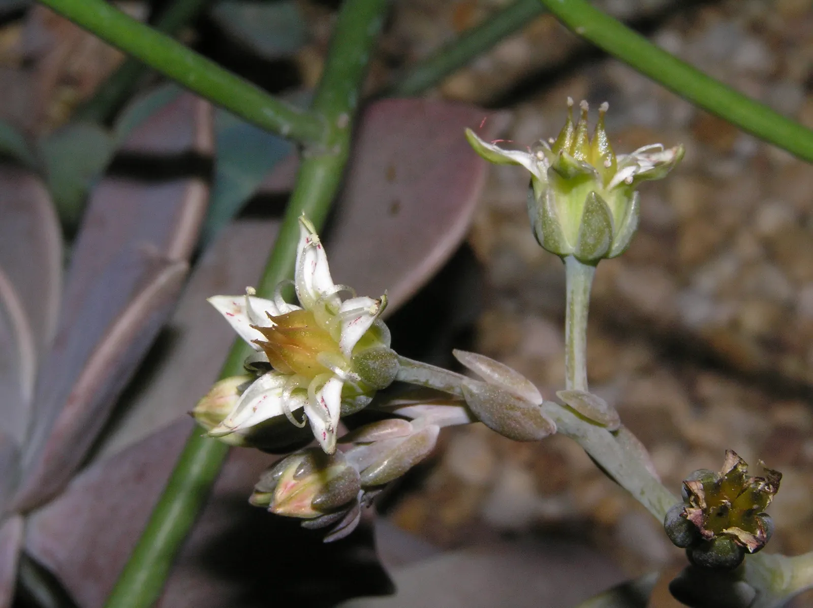 Ghost Plant (Graptopetalum Paraguayense) — succulent with white blooms; at least 6 hours of daylight are optimal for its growth and coloration, image 99