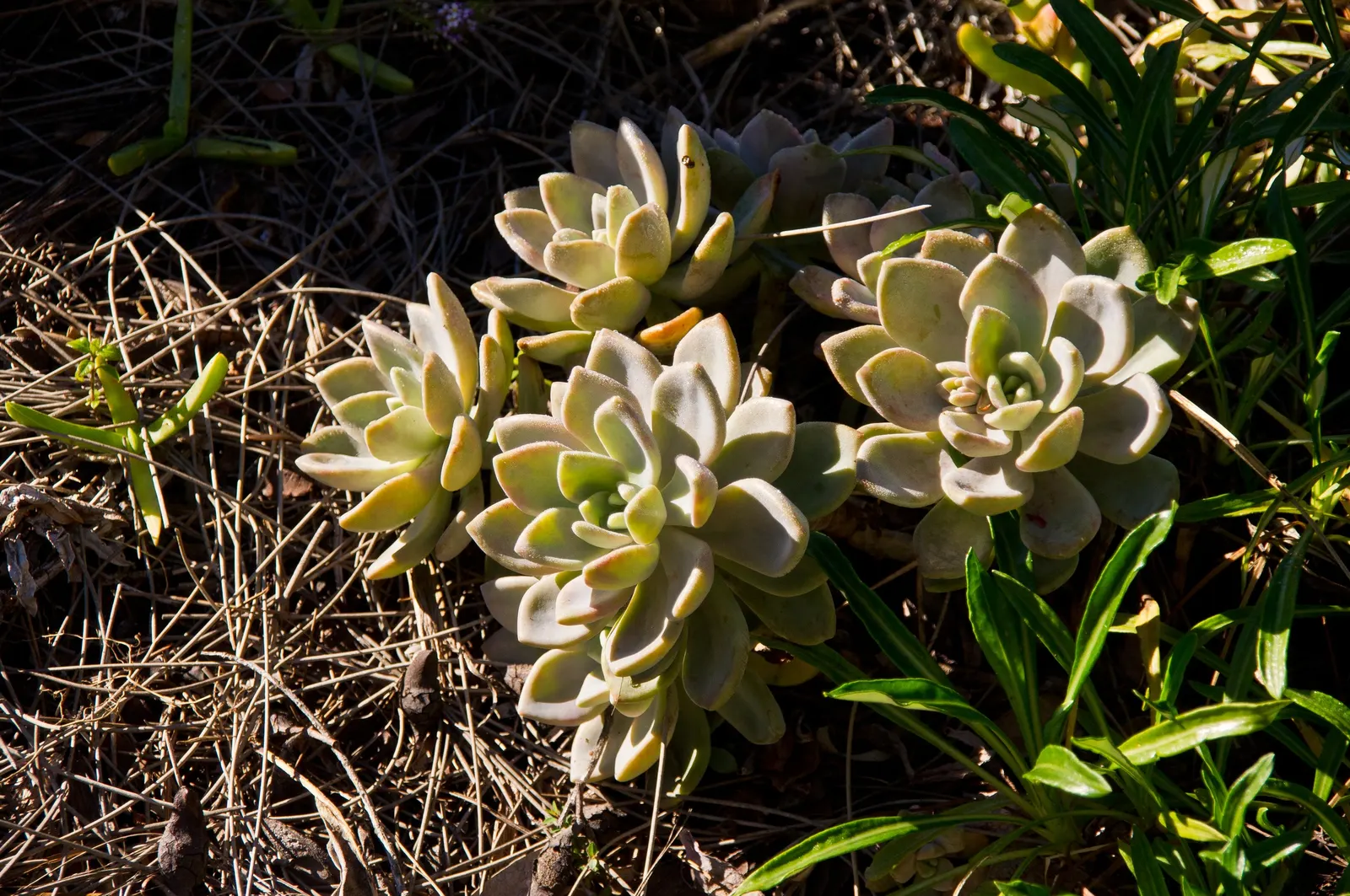 Ghost Plant (Graptopetalum Paraguayense) — This drought-tolerant beauty thrives in USDA zones 7b to 11 and requires well-draining soil; white, image 103