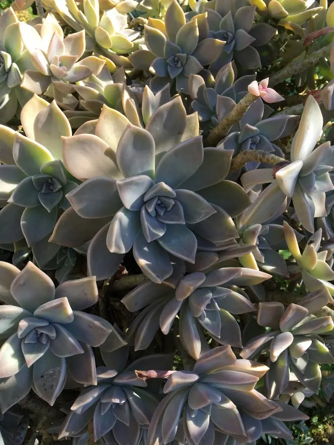 Ghost Plant (Graptopetalum Paraguayense) — The leaves boast a unique; creating a spectacular ground cover or a charming addition to rock gardens, image 68