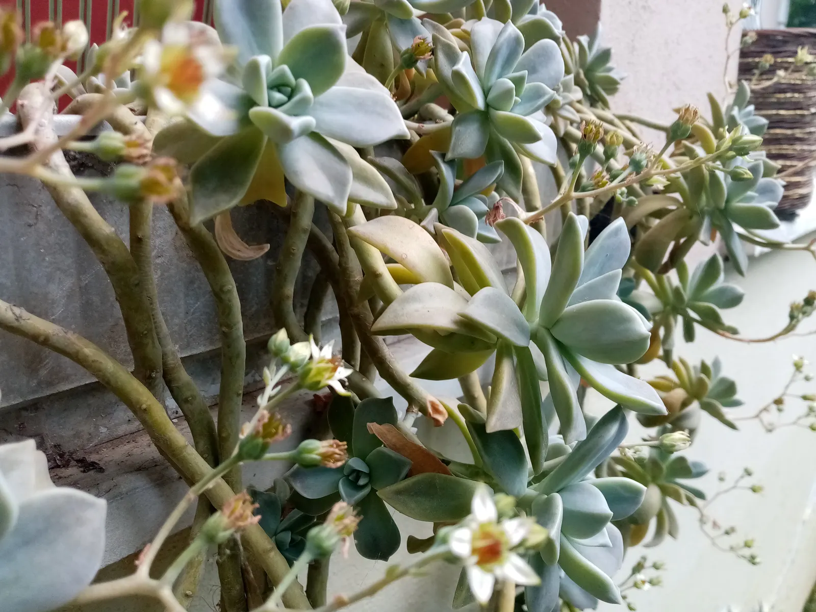 Ghost Plant (Graptopetalum Paraguayense) — creating a spectacular ground cover or a charming addition to rock gardens and container plantings