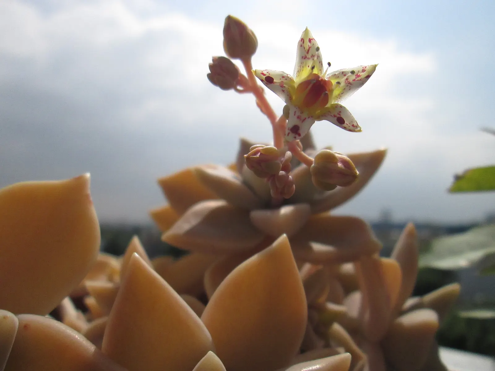 Ghost Plant (Graptopetalum Paraguayense) — white flowers in the garden; this drought-tolerant beauty thrives in USDA zones 7b to 11 and requires, image 78