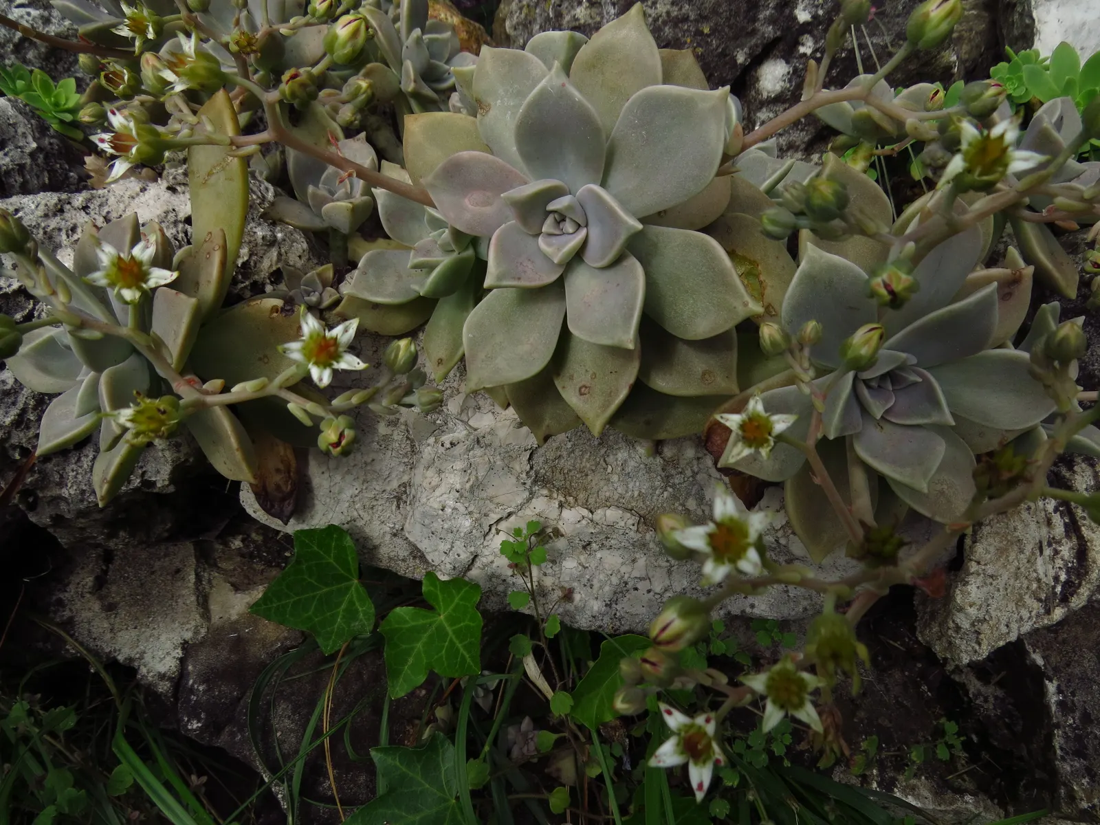 Ghost Plant (Graptopetalum Paraguayense) — succulent for full or half or shade; making it a valuable and adaptable choice for the discerning client, image 100