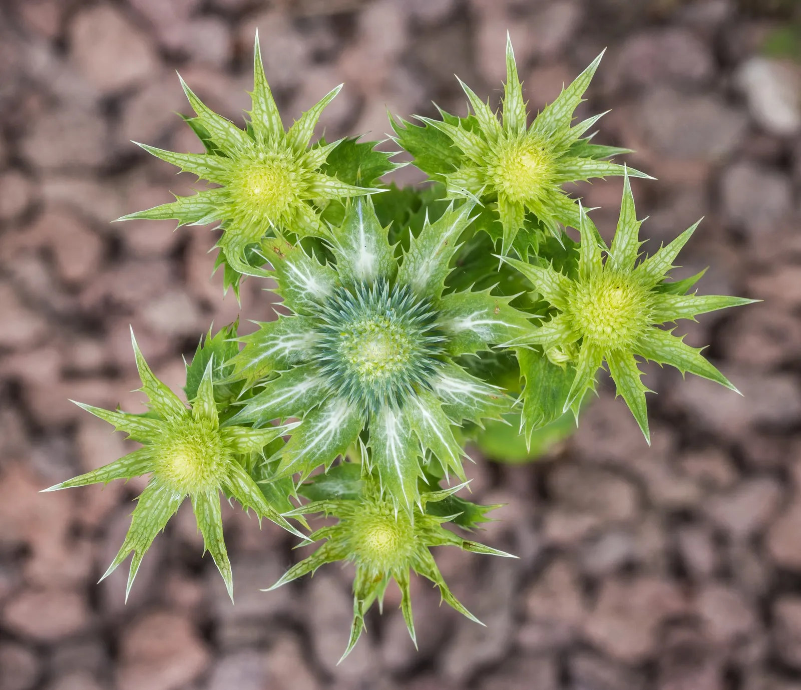 Ghost Plant (Graptopetalum Paraguayense) — It's essential to provide the Ghost Plant with limited water; flower enthusiasts will appreciate the, image 71