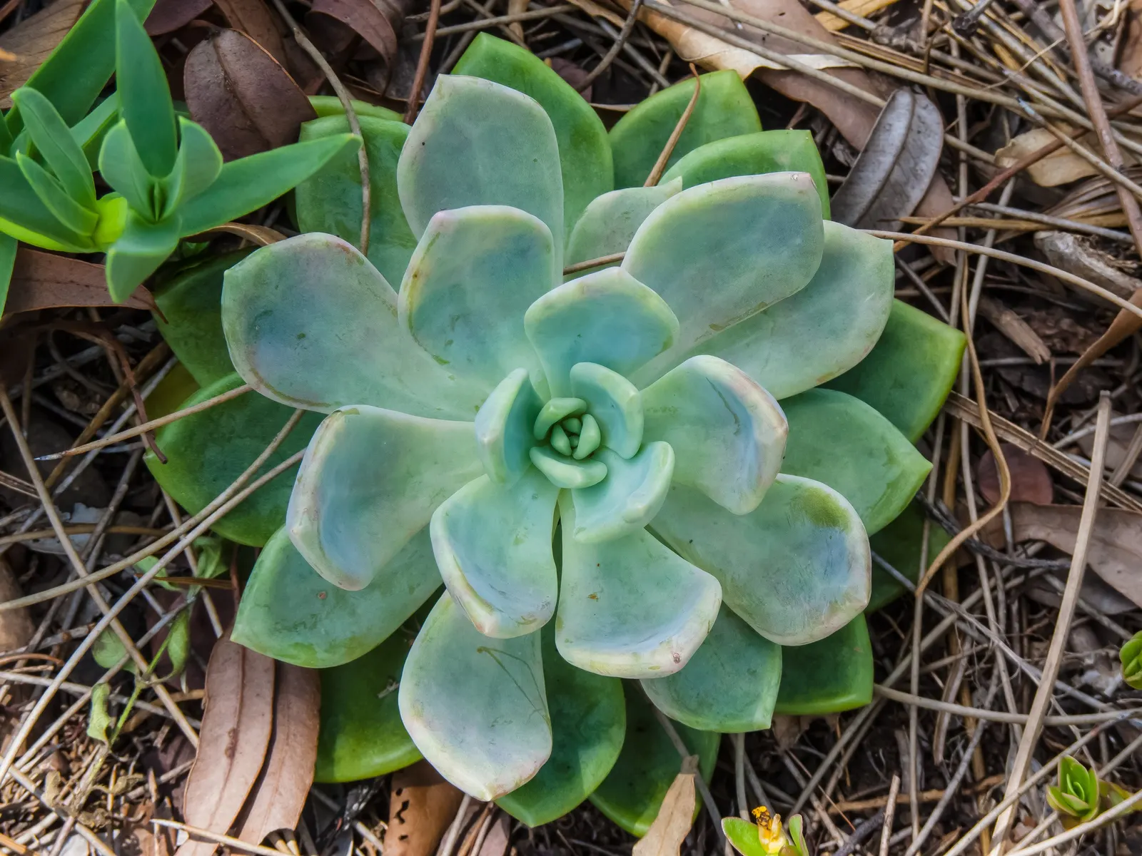Ghost Plant (Graptopetalum Paraguayense) — With full sun to partial shade, it can spread 20-24 inches wide and grow up to 12 inches tall; the Ghost, image 104