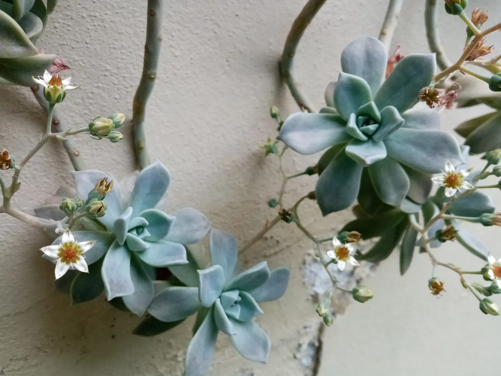 Ghost Plant (Graptopetalum Paraguayense) — adding a subtle burst of color to the landscape