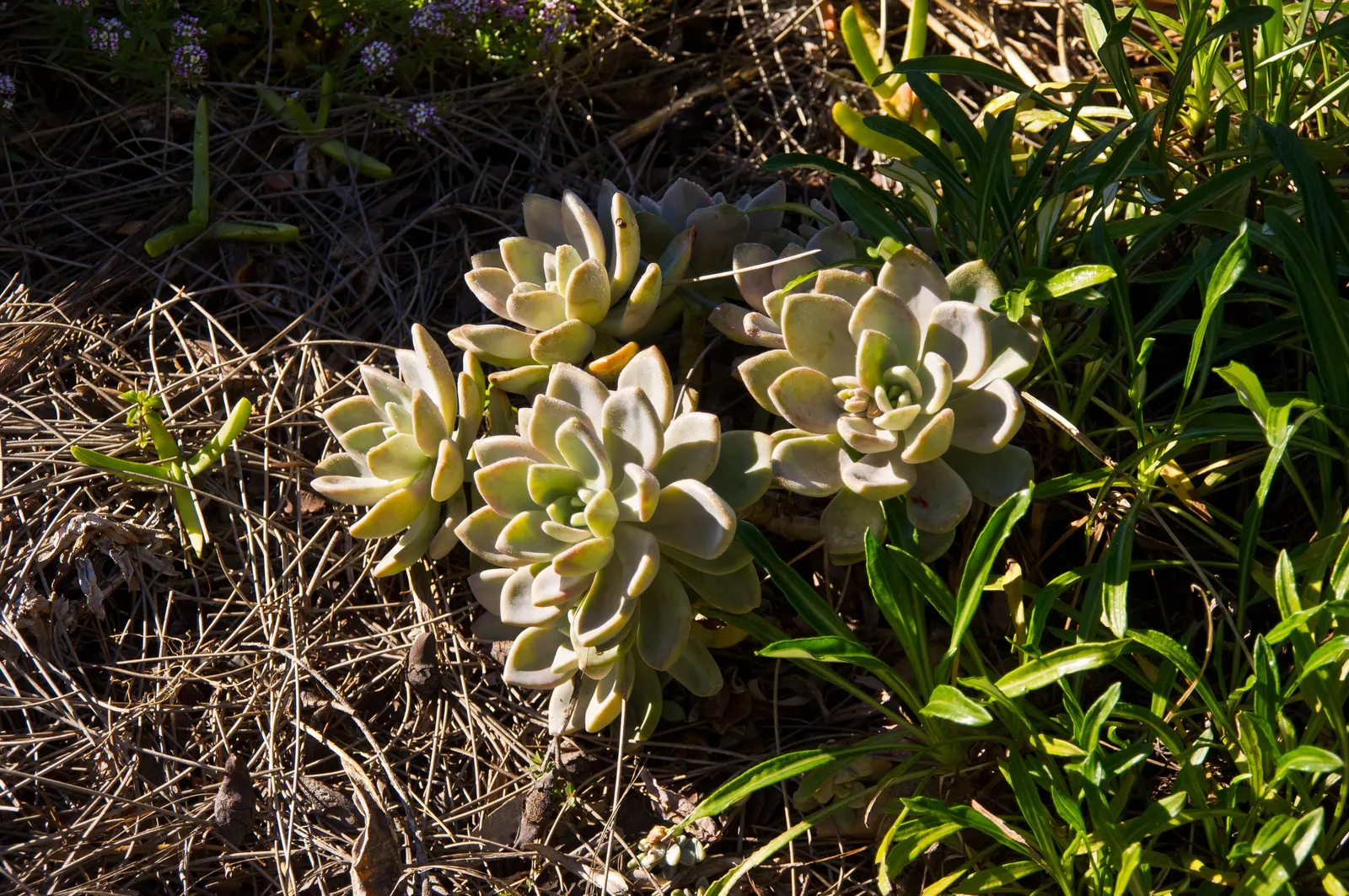 Ghost Plant (Graptopetalum Paraguayense) — commonly known as the Ghost Plant; with full sun to partial shade, it can spread 20-24 inches wide and, image 101