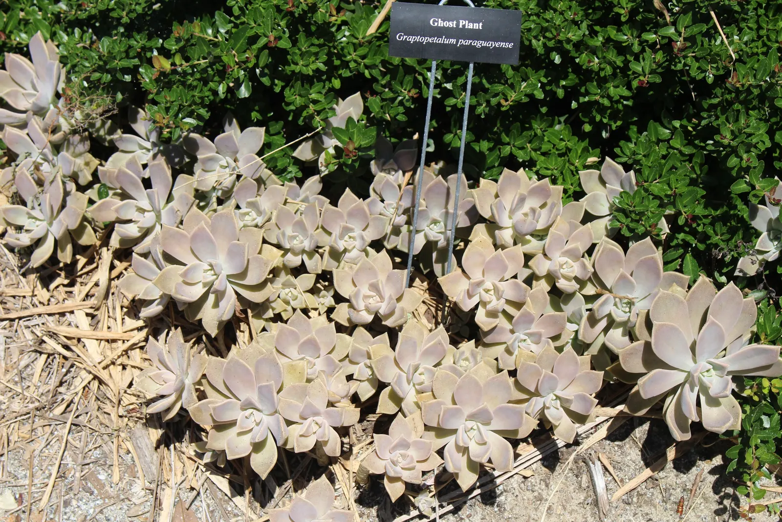 Ghost Plant (Graptopetalum Paraguayense) — white flowers in the garden; this drought-tolerant beauty thrives in USDA zones 7b to 11 and requires, image 98