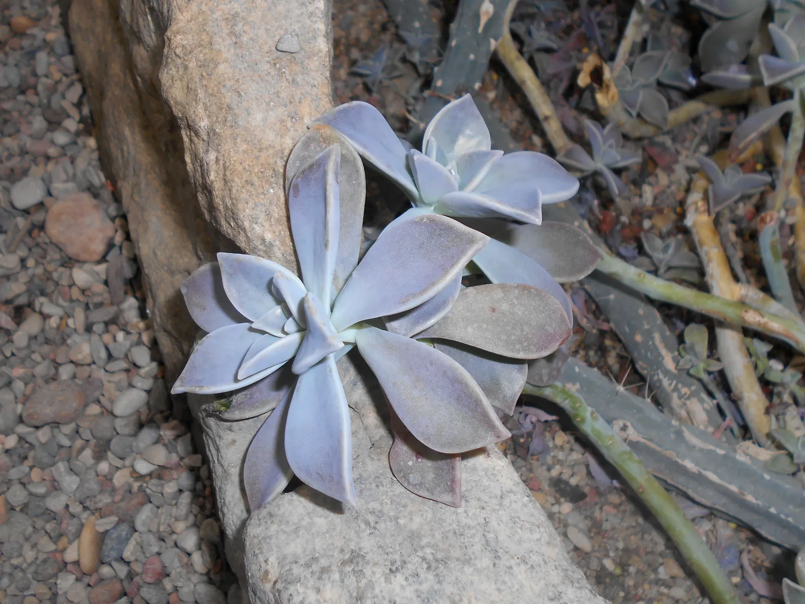 Ghost Plant (Graptopetalum Paraguayense) — It's essential to provide the Ghost Plant with limited water; flower enthusiasts will appreciate the, image 91