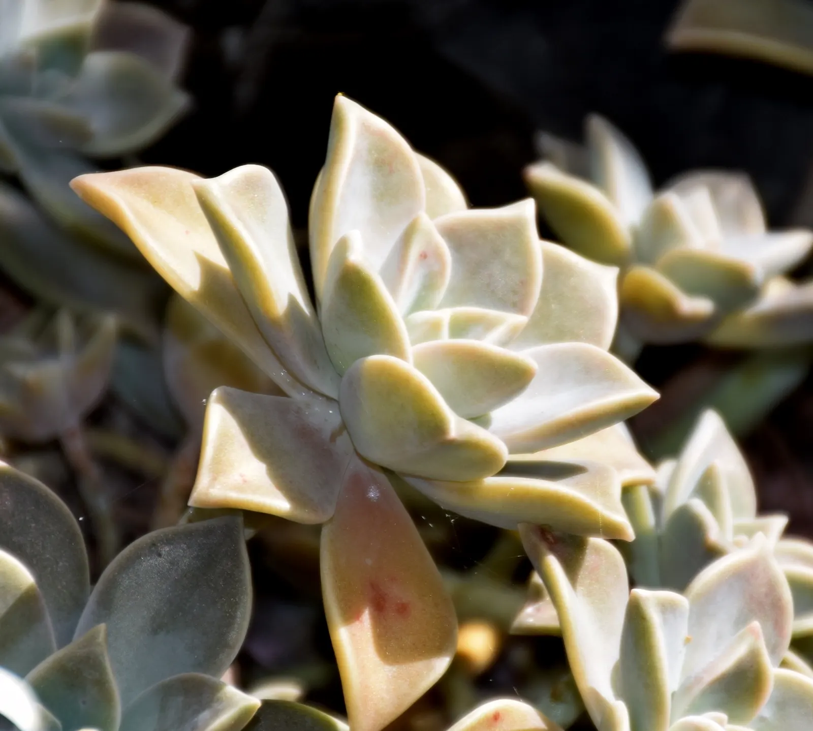 Ghost Plant (Graptopetalum Paraguayense) — generally not exceeding 1 inch per week; commonly known as the Ghost Plant, image 92