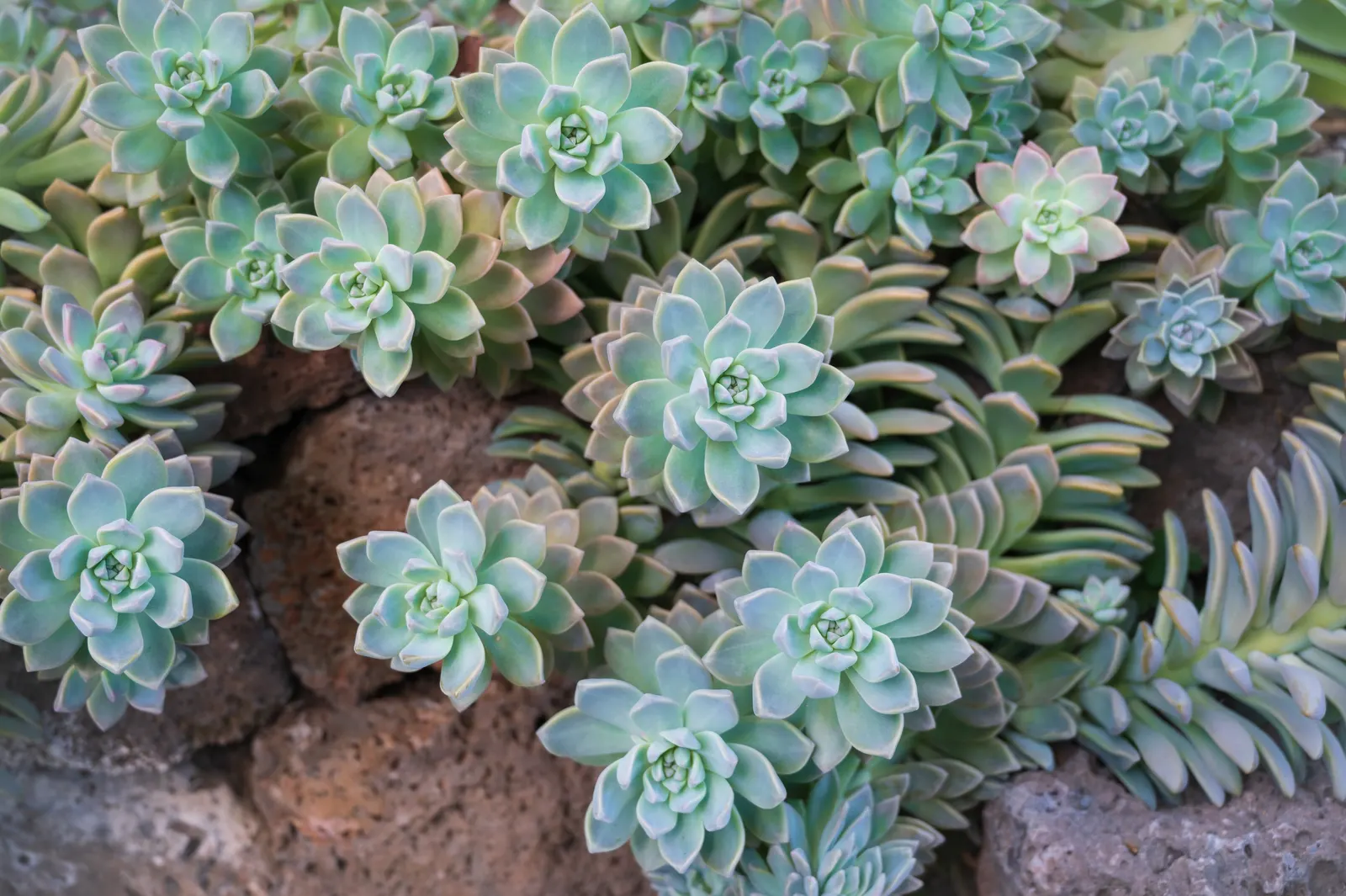 Ghost Plant (Graptopetalum Paraguayense) — is a succulent that boasts rosettes with a unique; it's essential to provide the Ghost Plant with, image 82