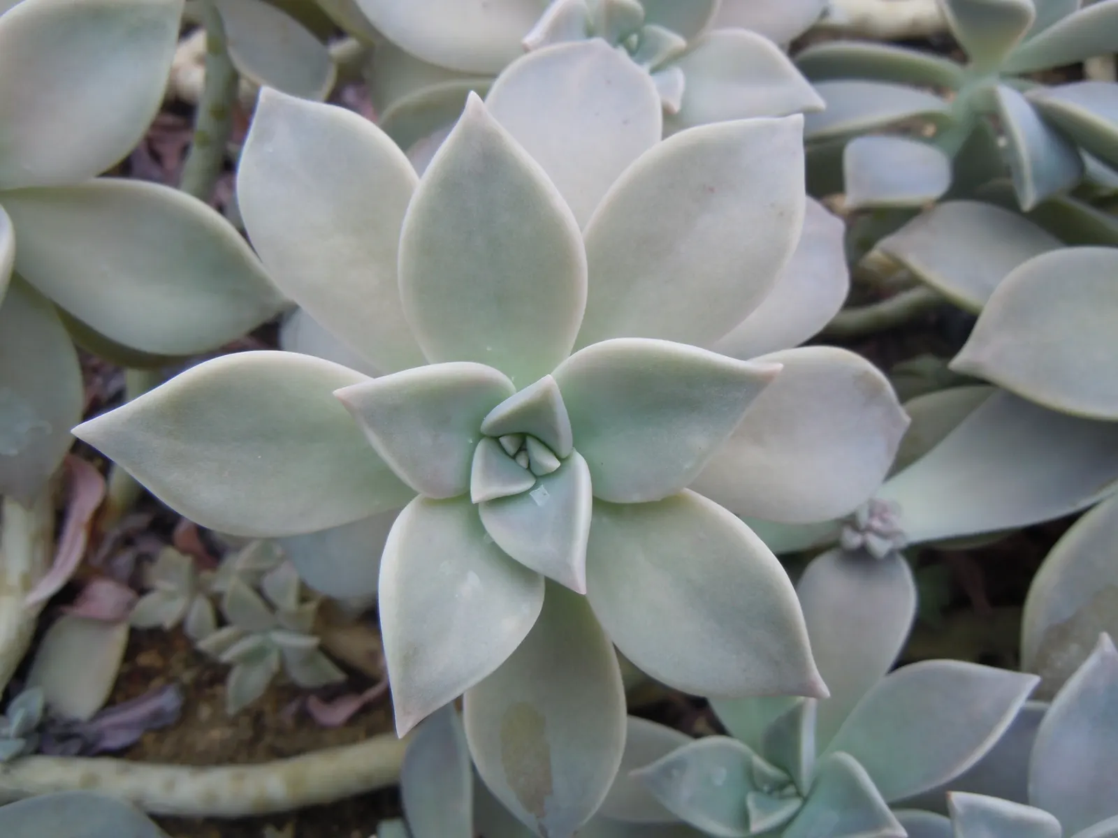 Ghost Plant (Graptopetalum Paraguayense) — the Ghost Plant can seamlessly blend with a variety of textures and color palettes; the Ghost Plant is, image 96