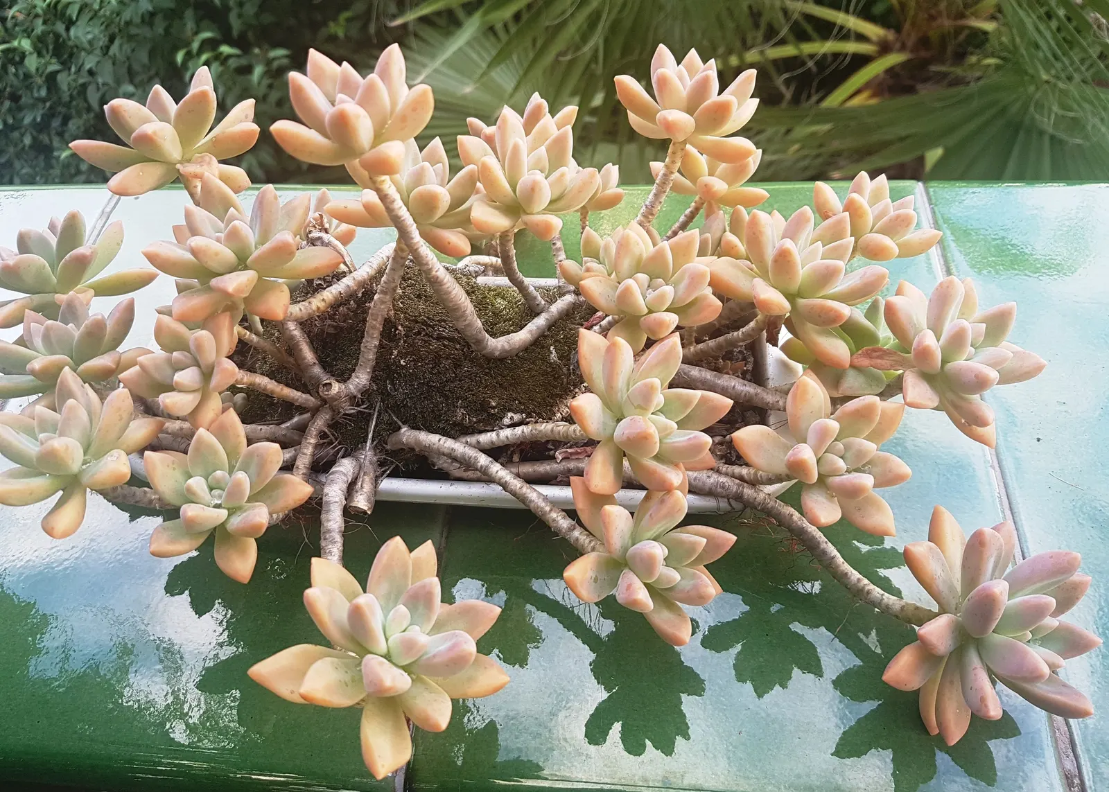 Ghost Plant (Graptopetalum Paraguayense) — This drought-tolerant beauty thrives in USDA zones 7b to 11 and requires well-draining soil; white, image 83