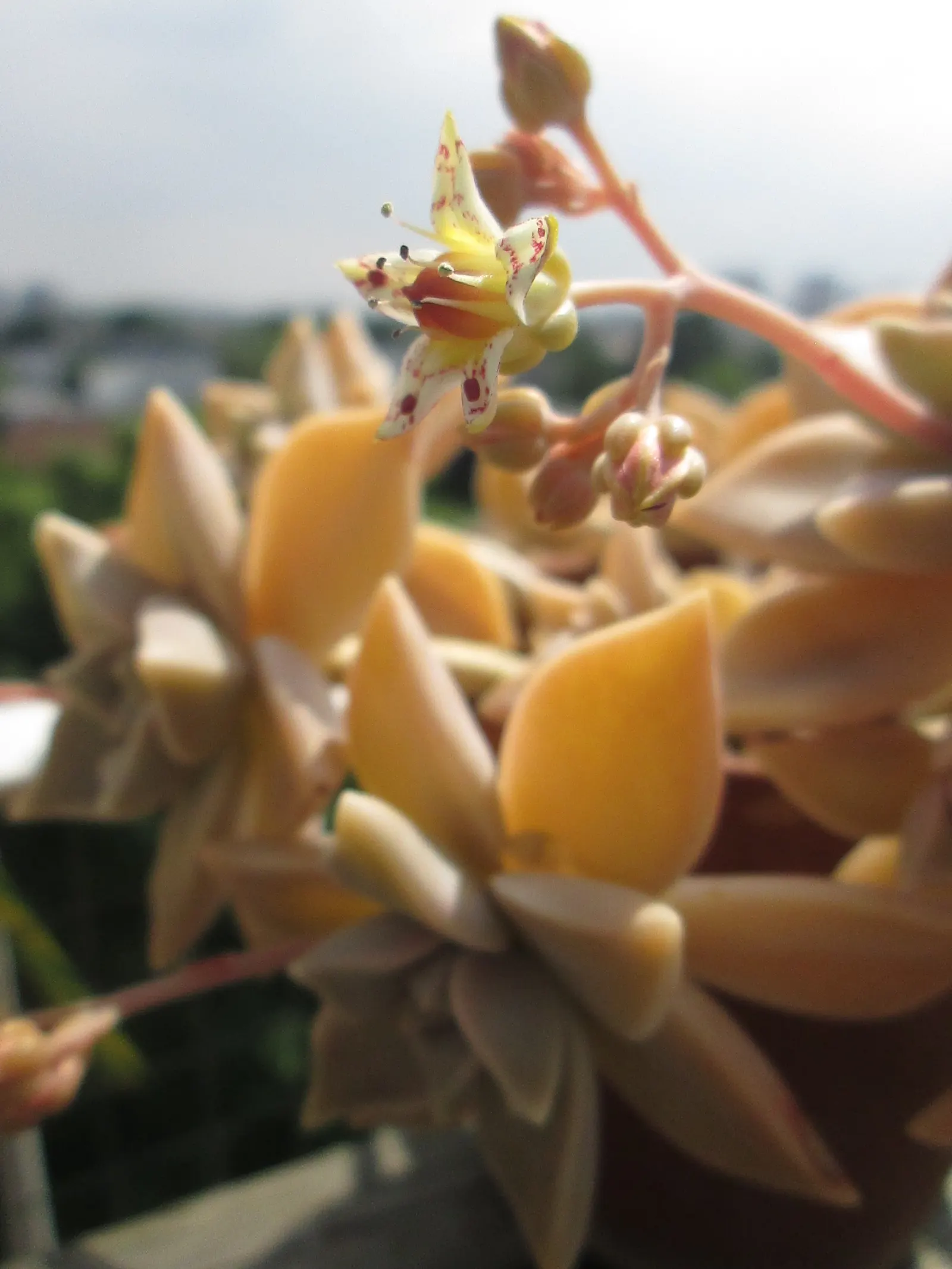 Ghost Plant (Graptopetalum Paraguayense) — succulent with white blooms; at least 6 hours of daylight are optimal for its growth and coloration, image 79