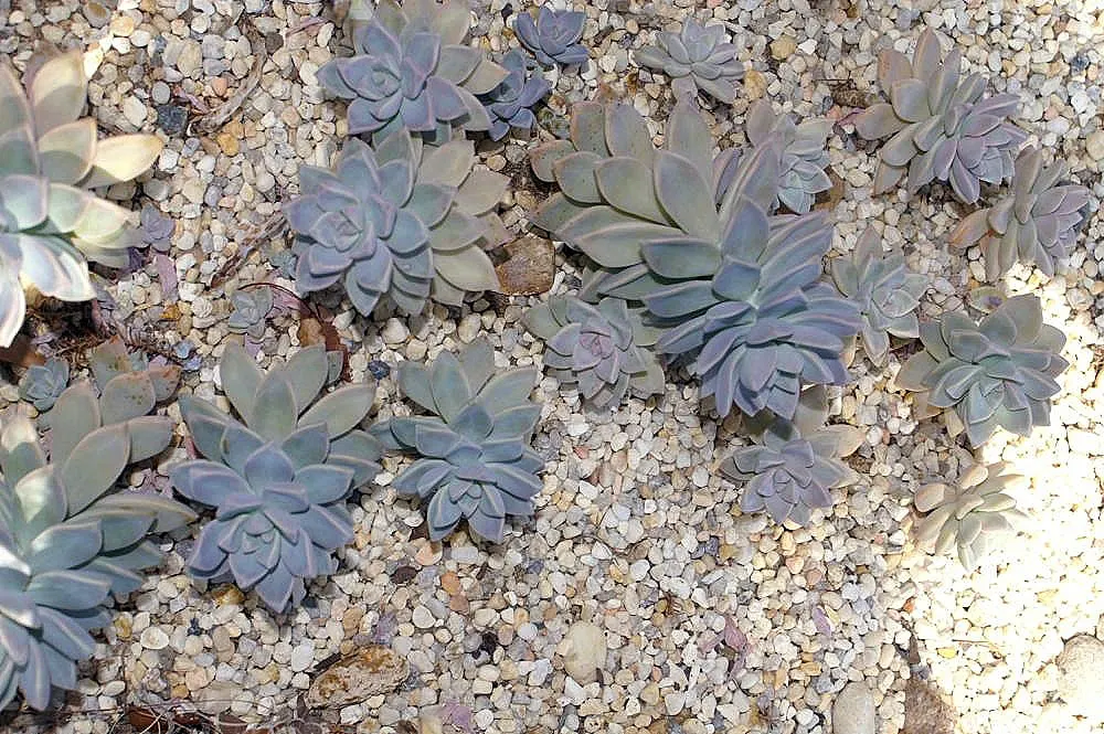 Ghost Plant (Graptopetalum Paraguayense) — the Ghost Plant can seamlessly blend with a variety of textures and color palettes; the Ghost Plant is, image 76