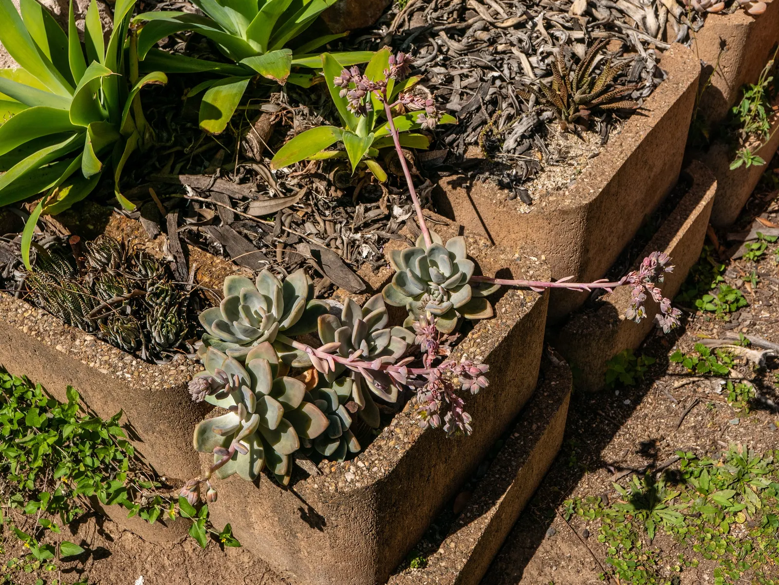 Ghost Plant (Graptopetalum Paraguayense) — It's essential to provide the Ghost Plant with limited water; flower enthusiasts will appreciate the, image 111