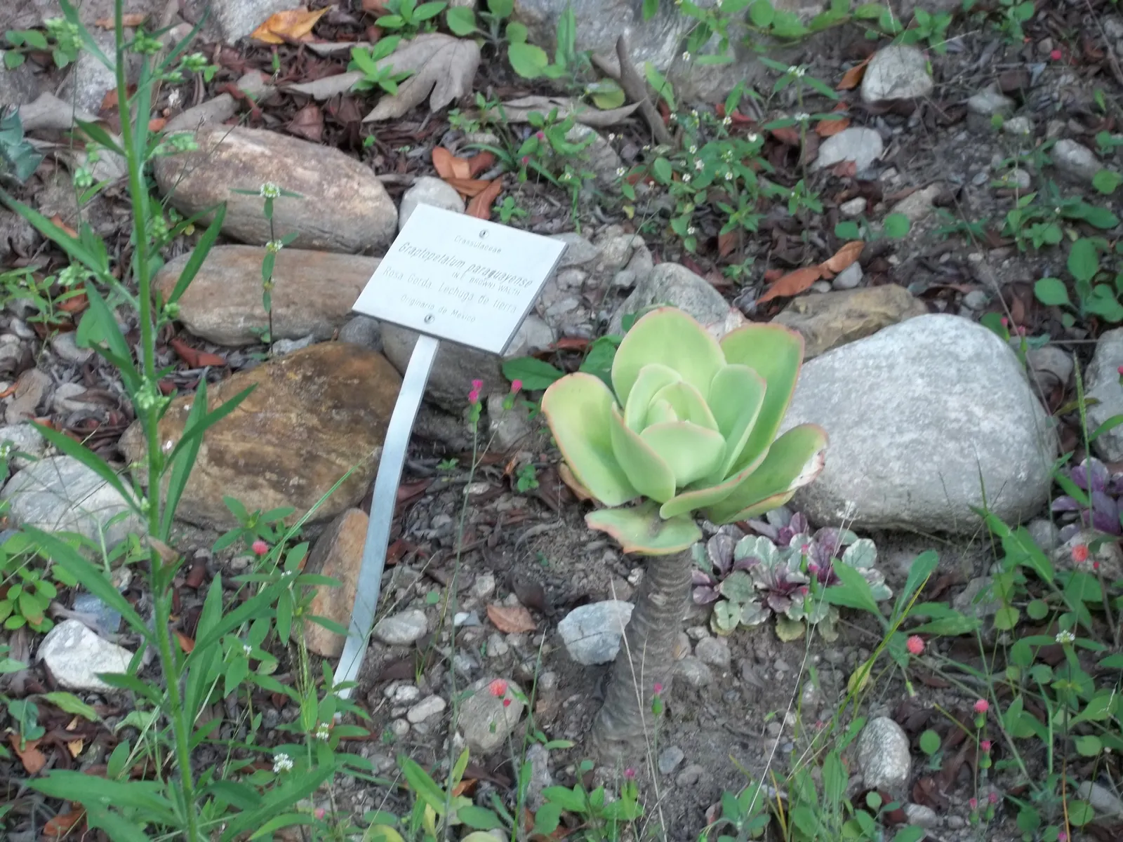 Ghost Plant (Graptopetalum Paraguayense) — adding a subtle burst of color to the landscape; is a succulent that boasts rosettes with a unique, image 95