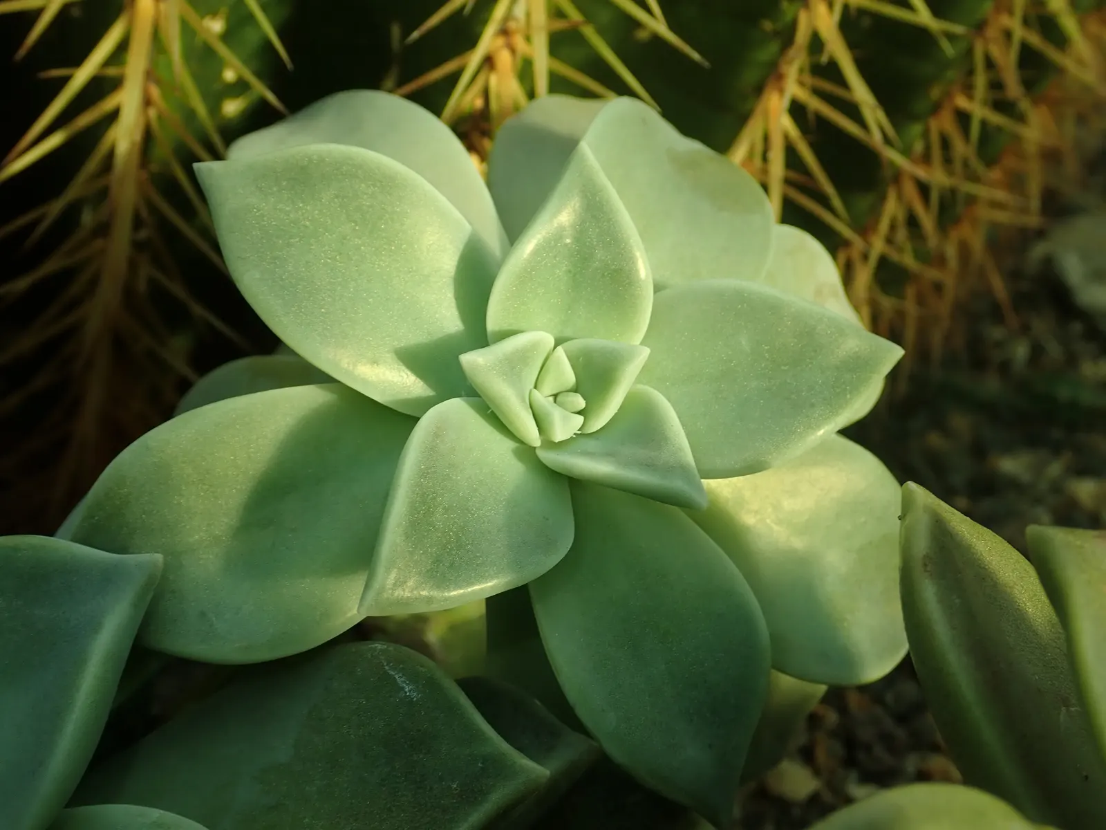 Ghost Plant (Graptopetalum Paraguayense) — The Ghost Plant adds a touch of iridescence to rockeries and containers