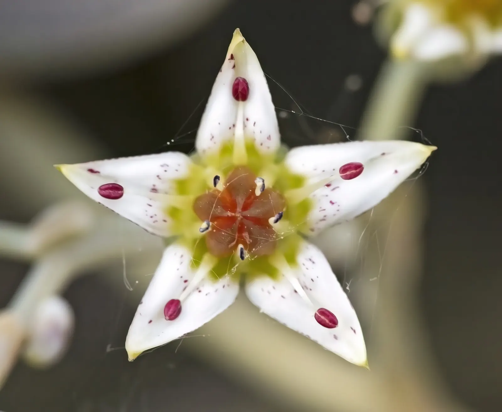 Ghost Plant (Graptopetalum Paraguayense) — at least 6 hours of daylight are optimal for its growth and coloration