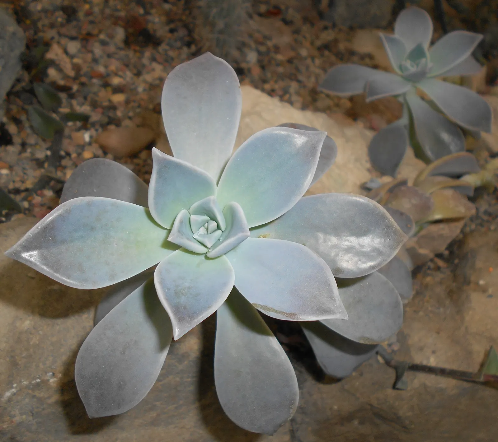 Ghost Plant (Graptopetalum Paraguayense) — The Ghost Plant adds a touch of iridescence to rockeries and containers; generally not exceeding 1 inch, image 105