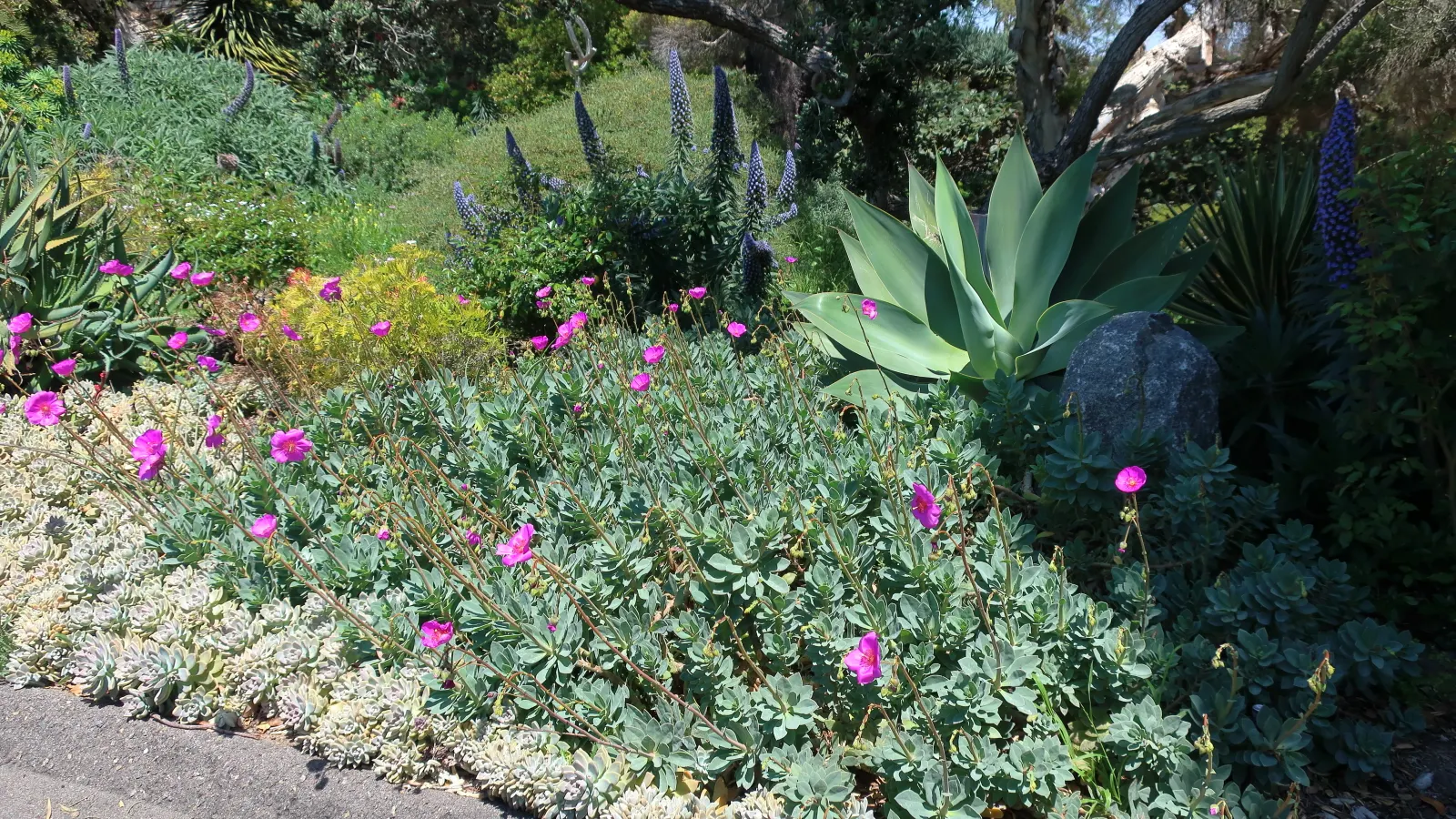 Ghost Plant (Graptopetalum Paraguayense) — It's essential to provide the Ghost Plant with limited water; flower enthusiasts will appreciate the, image 51