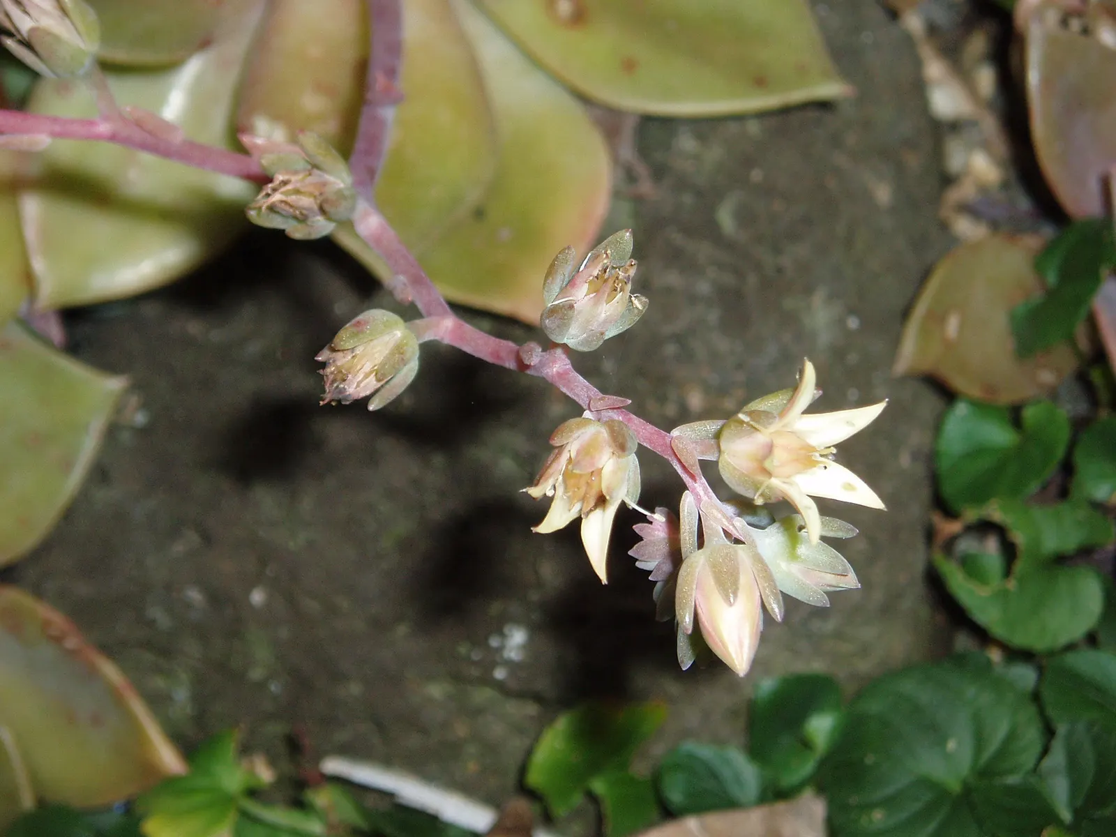 Ghost Plant (Graptopetalum Paraguayense) — commonly known as Ghost Plant