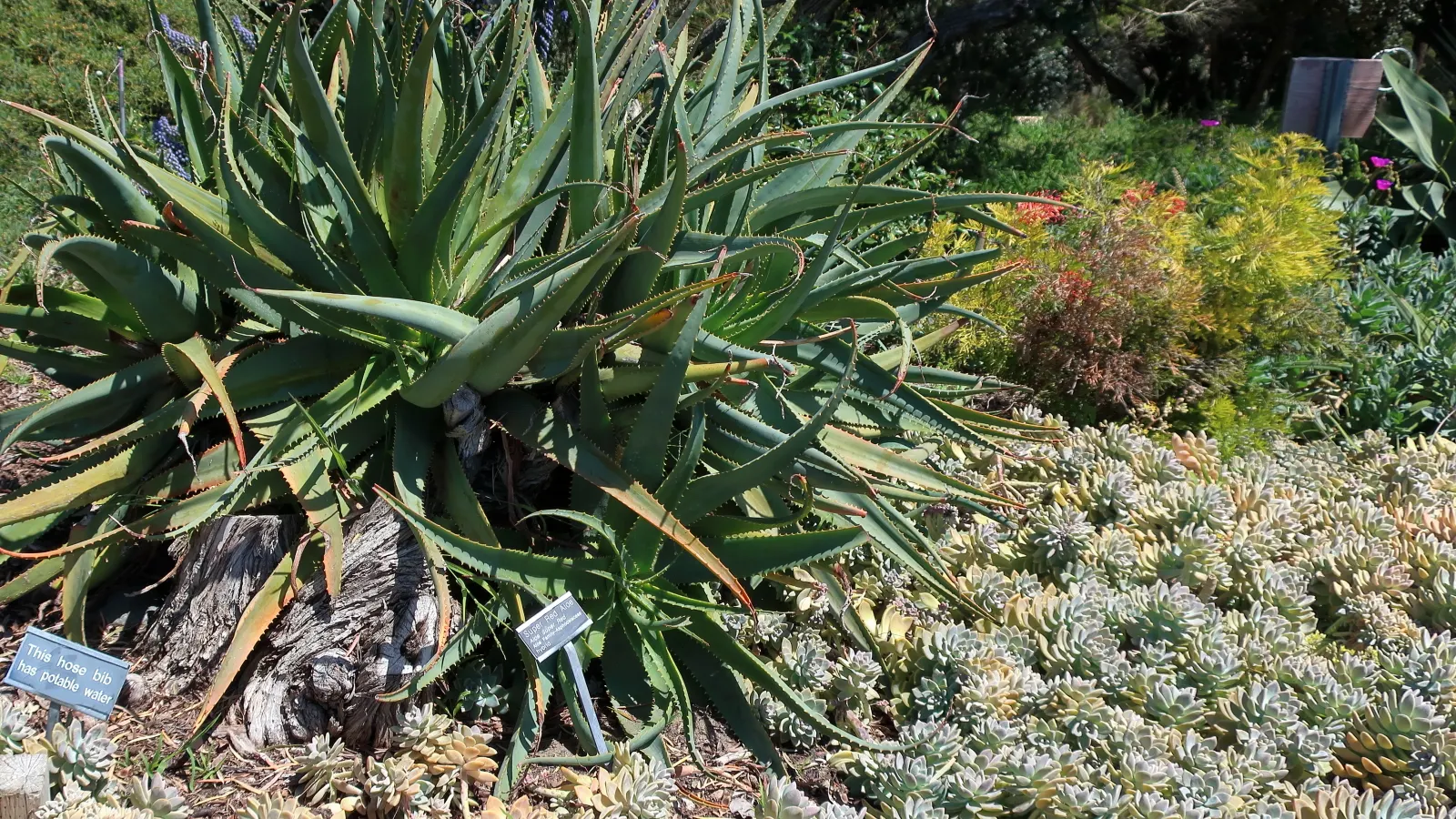 Ghost Plant (Graptopetalum Paraguayense) — The Ghost Plant adds a touch of iridescence to rockeries and containers; generally not exceeding 1 inch, image 45