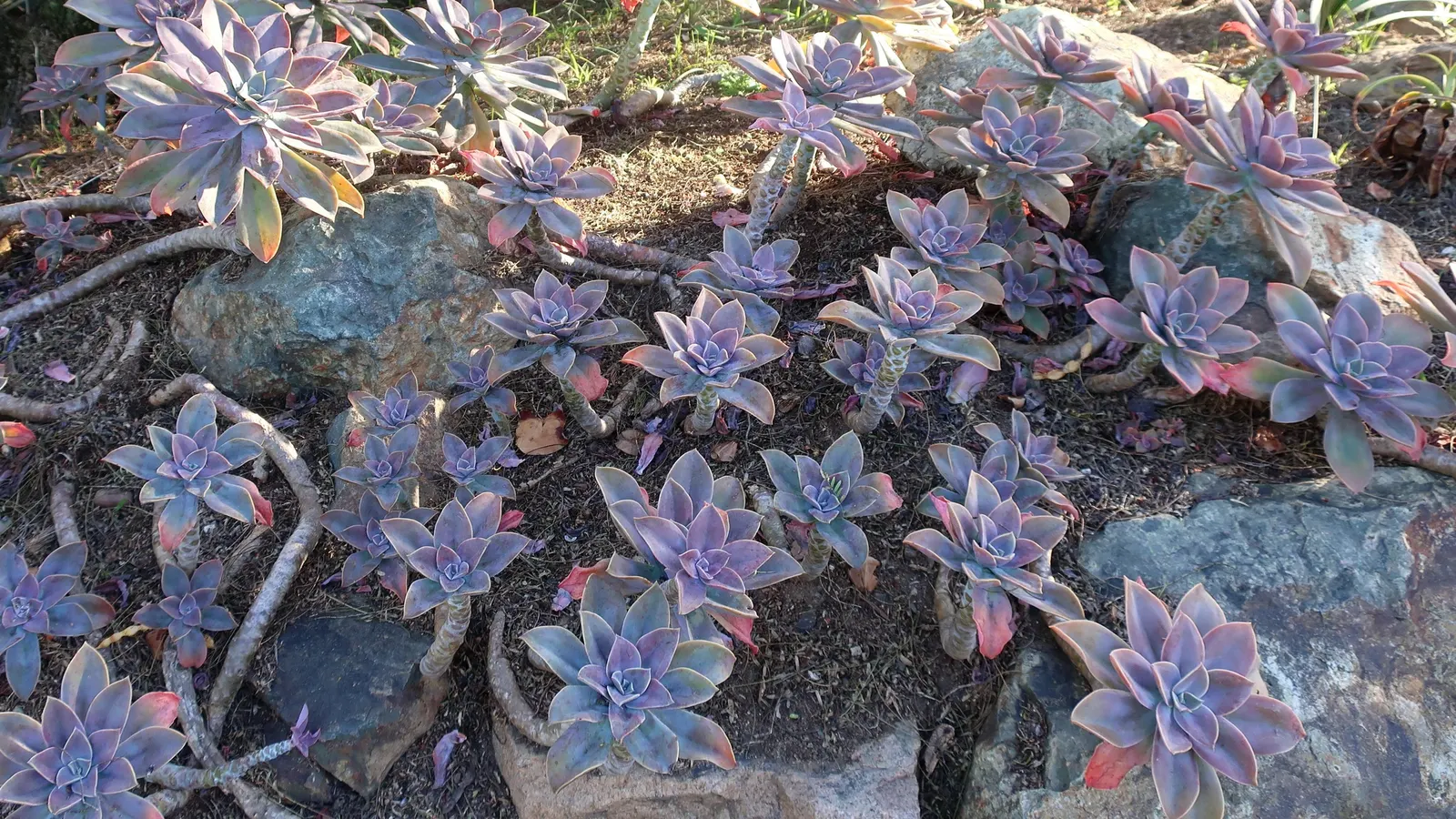 Ghost Plant (Graptopetalum Paraguayense) — the Ghost Plant is extremely low maintenance and drought-tolerant once established; succulent for full, image 49