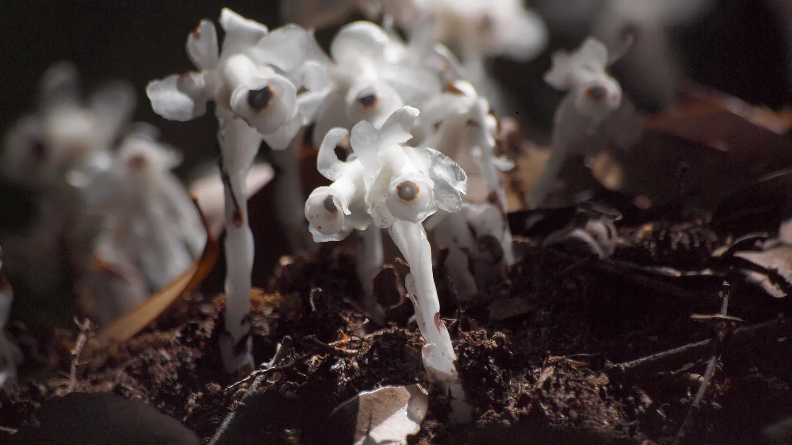Ghost Plant (Graptopetalum Paraguayense) — adding a subtle burst of color to the landscape; is a succulent that boasts rosettes with a unique, image 55