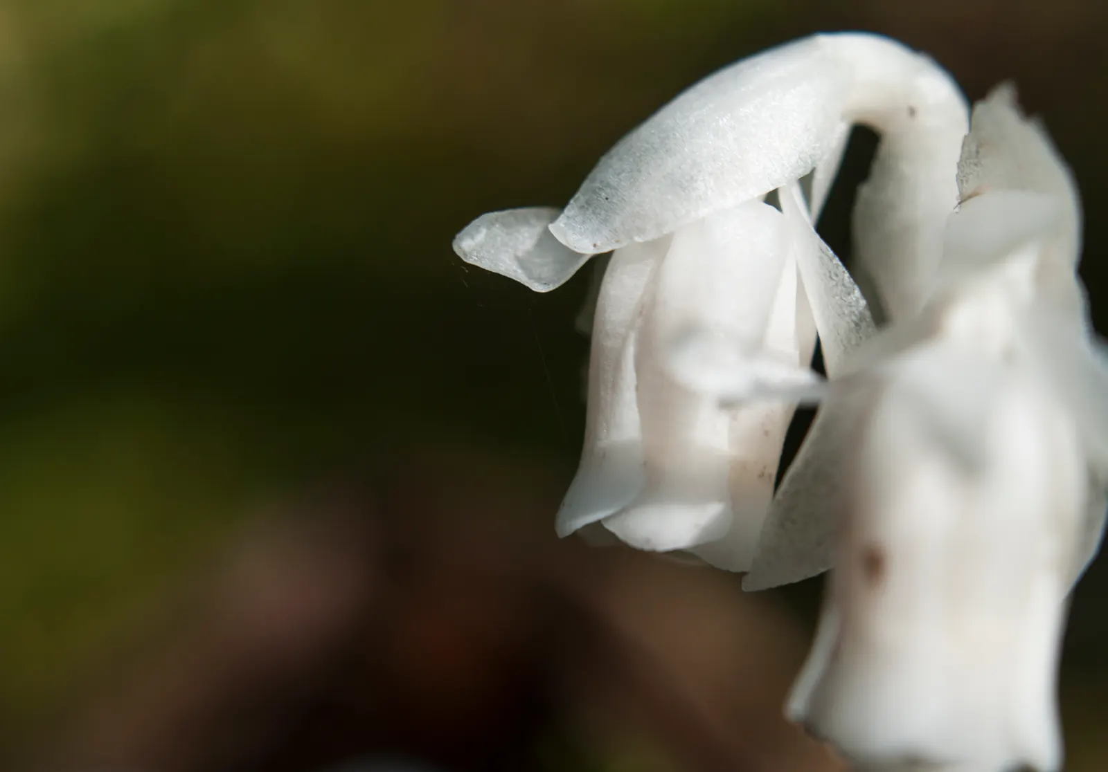 Ghost Plant (Graptopetalum Paraguayense) — white flowers in the garden; this drought-tolerant beauty thrives in USDA zones 7b to 11 and requires, image 58