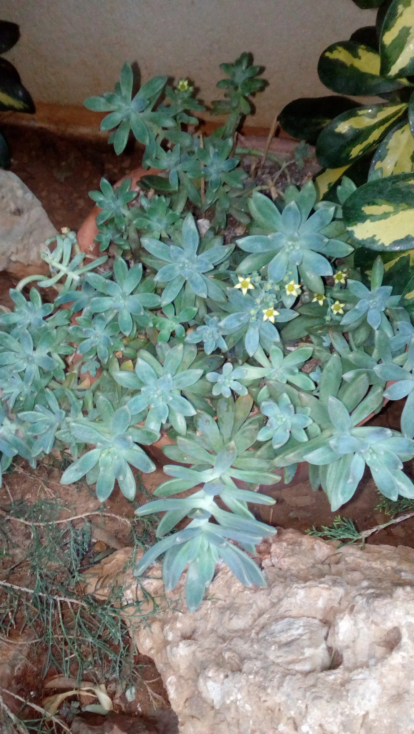 Ghost Plant (Graptopetalum Paraguayense) — adding a subtle burst of color to the landscape; is a succulent that boasts rosettes with a unique