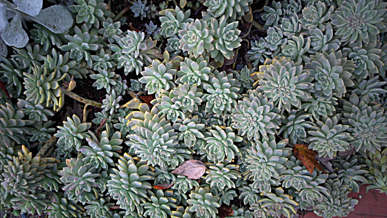 Ghost Plant (Graptopetalum Paraguayense) — With full sun to partial shade, it can spread 20-24 inches wide and grow up to 12 inches tall