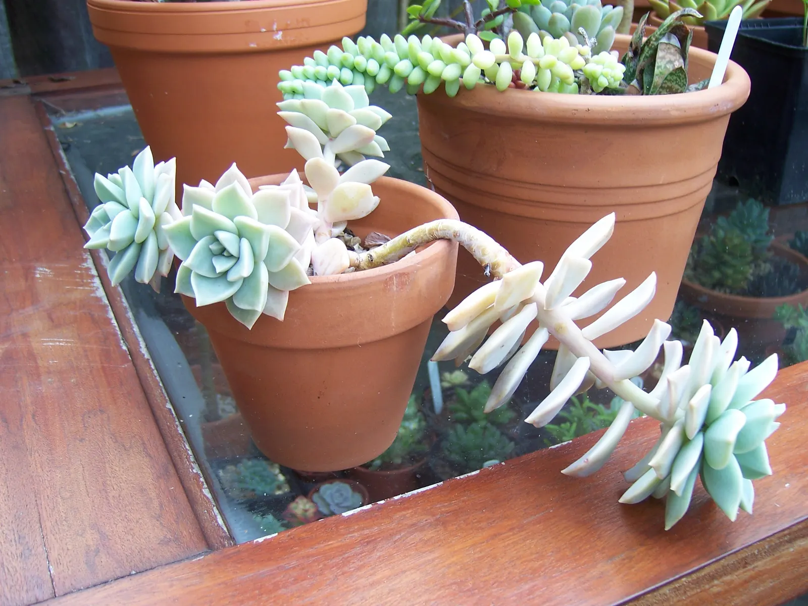 Ghost Plant (Graptopetalum Paraguayense) — generally not exceeding 1 inch per week; commonly known as the Ghost Plant, image 52
