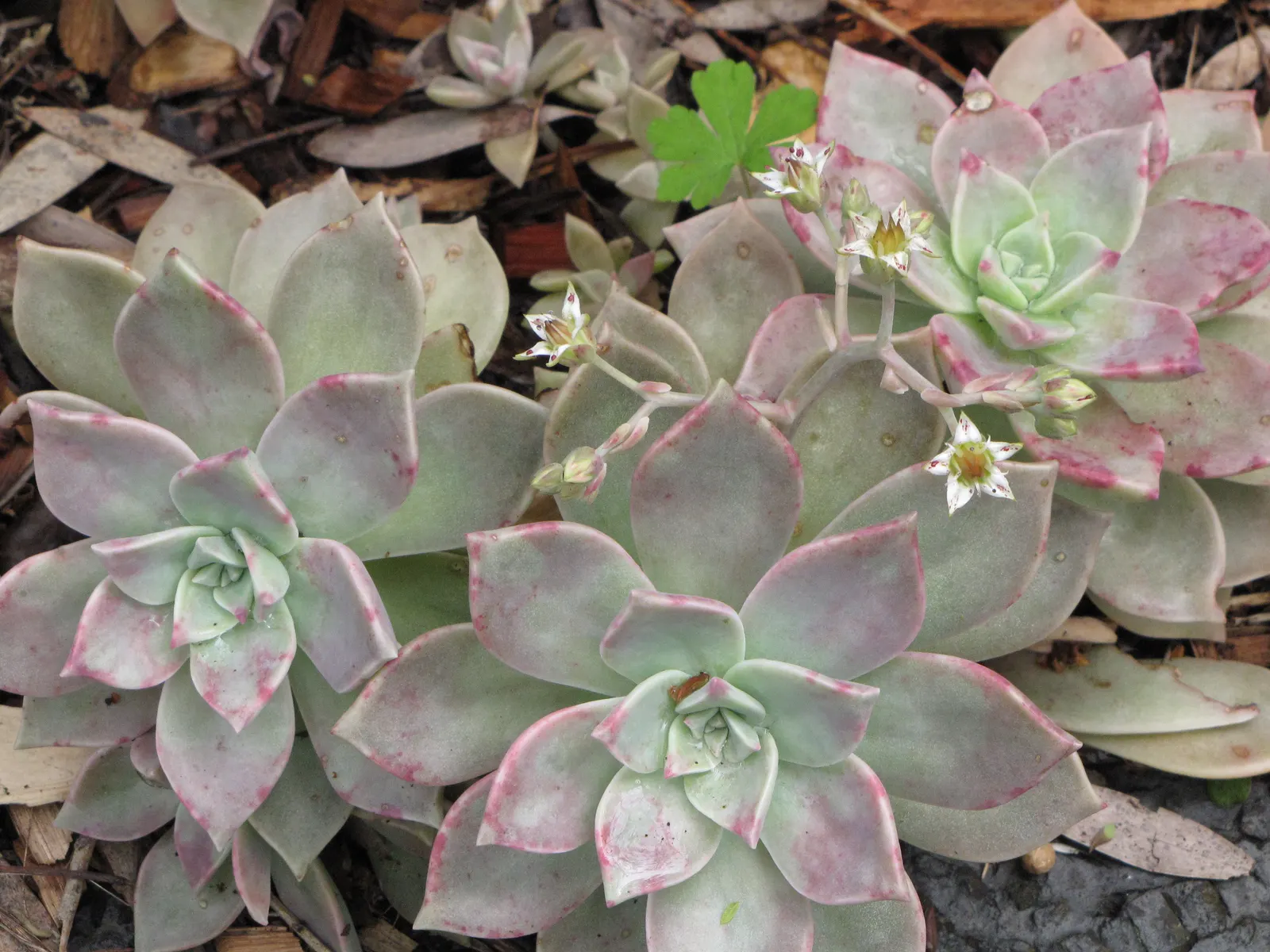 Ghost Plant (Graptopetalum Paraguayense) — the Ghost Plant can seamlessly blend with a variety of textures and color palettes; the Ghost Plant is extremely low