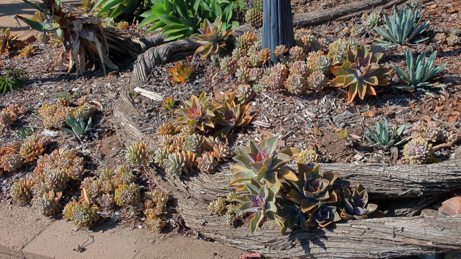 Ghost Plant (Graptopetalum Paraguayense) — is a versatile and intriguing succulent that makes for a captivating addition to any landscape design, image 47