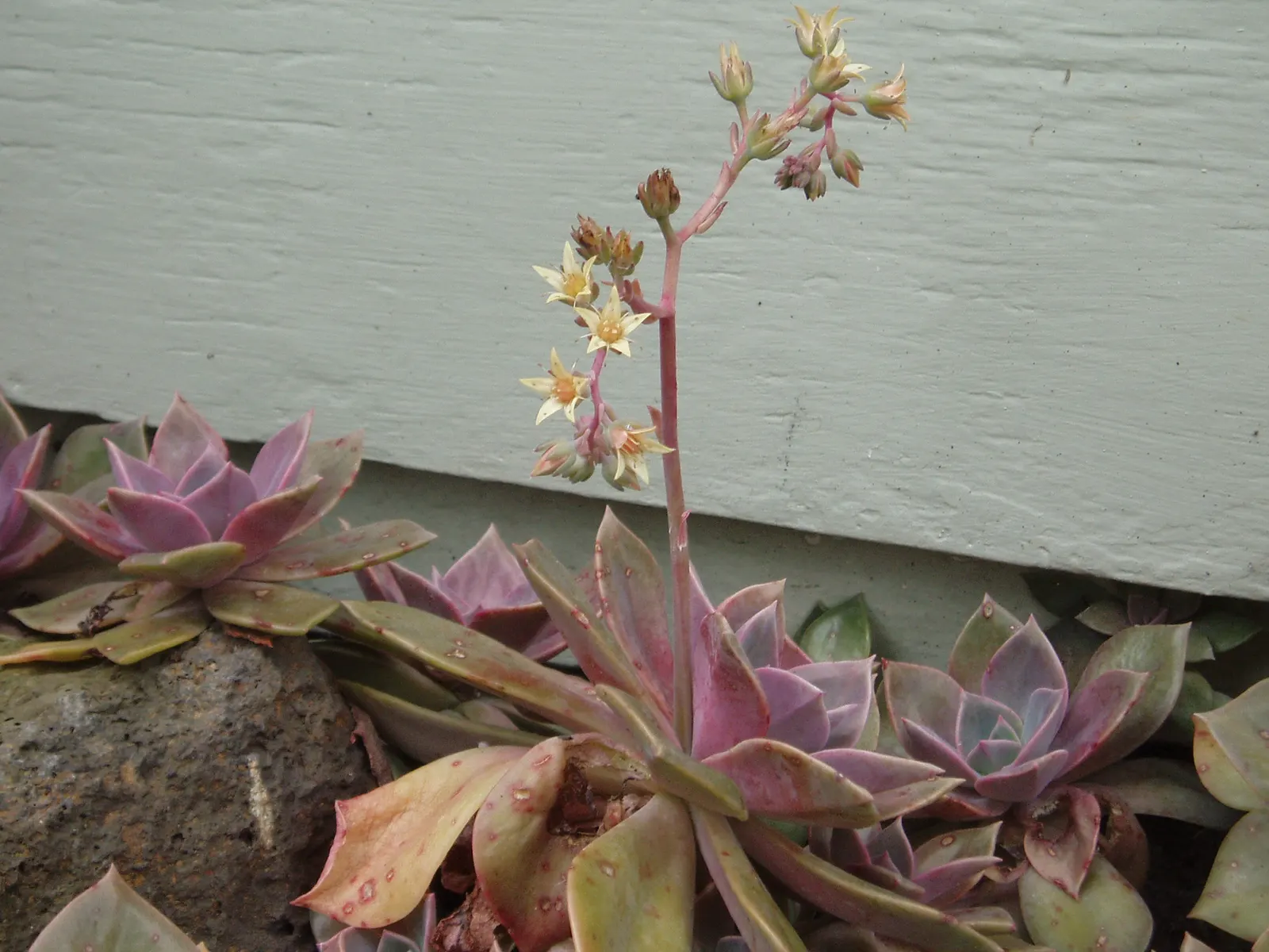 Ghost Plant (Graptopetalum Paraguayense) — succulent with white blooms; at least 6 hours of daylight are optimal for its growth and coloration