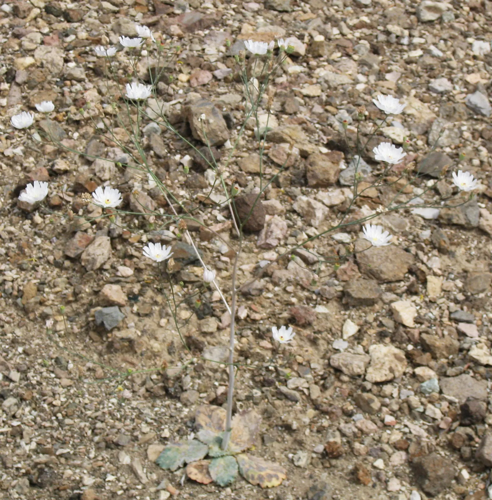 Ghost Plant (Graptopetalum Paraguayense) — is a succulent that boasts rosettes with a unique; it's essential to provide the Ghost Plant with, image 62