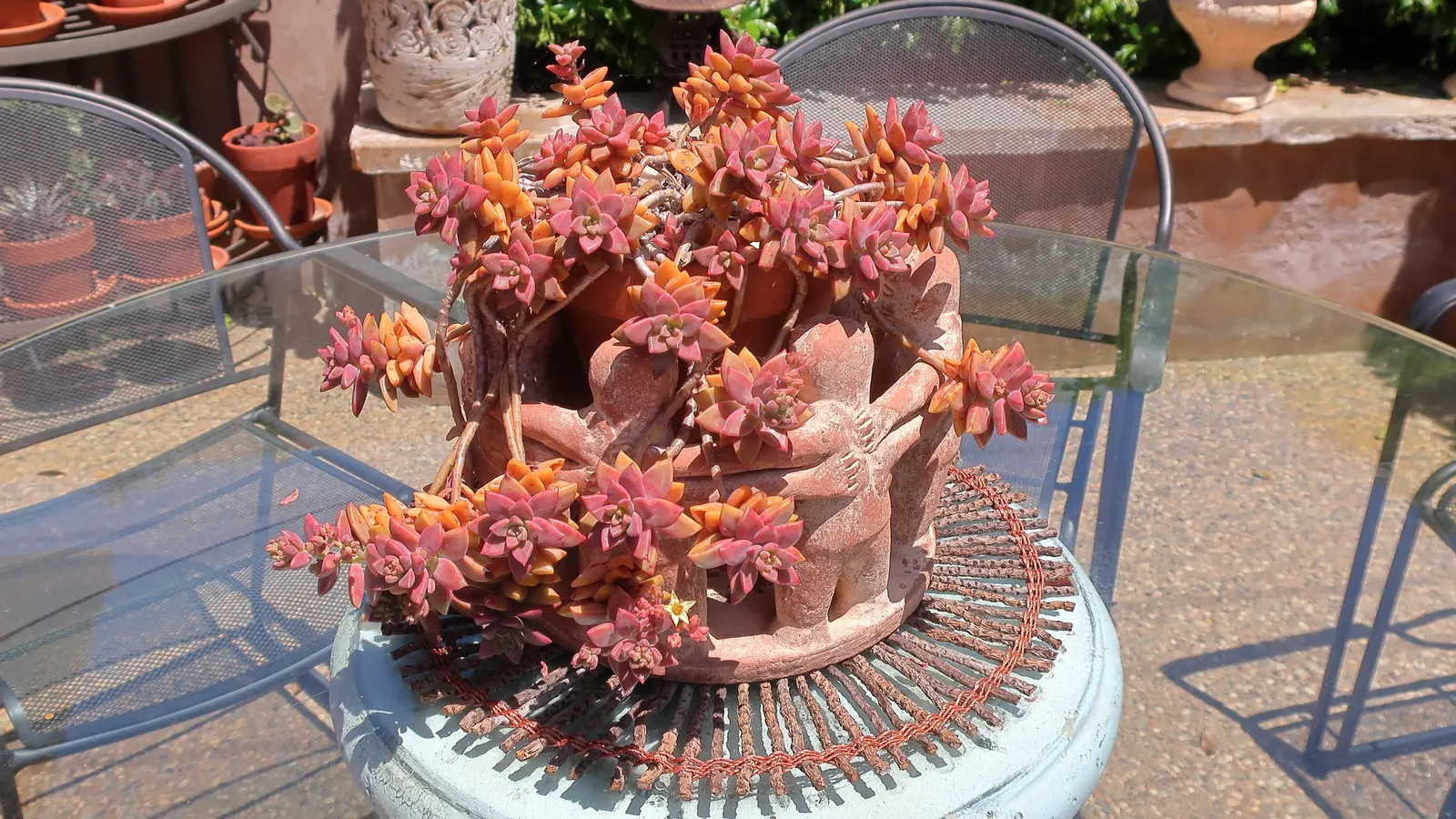 Ghost Plant (Graptopetalum Paraguayense) — is a succulent that boasts rosettes with a unique
