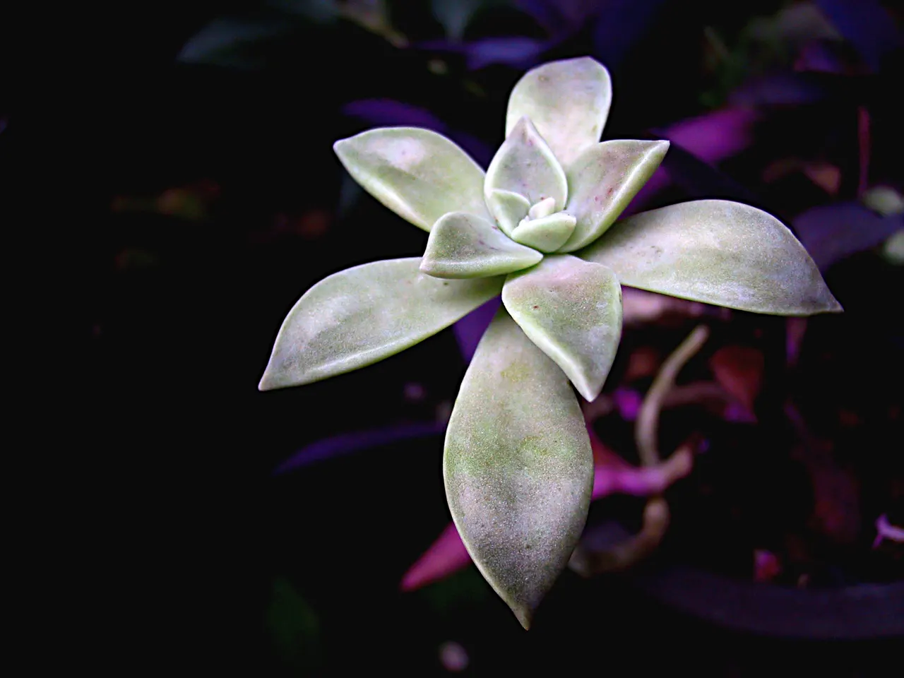Ghost Plant (Graptopetalum Paraguayense) — succulent for full or half or shade; making it a valuable and adaptable choice for the discerning client