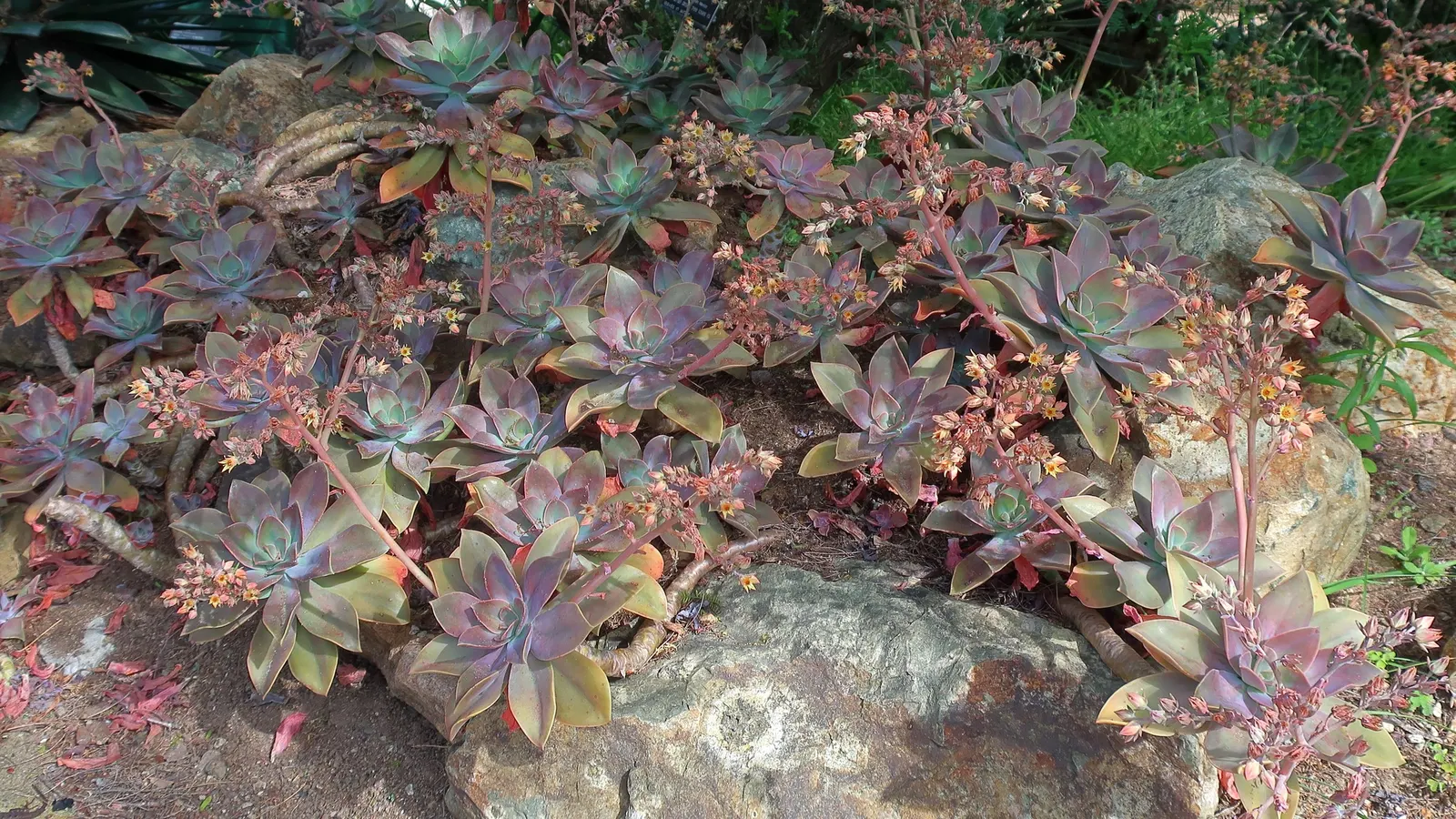 Ghost Plant (Graptopetalum Paraguayense) — at least 6 hours of daylight are optimal for its growth and coloration; is a versatile and intriguing, image 50