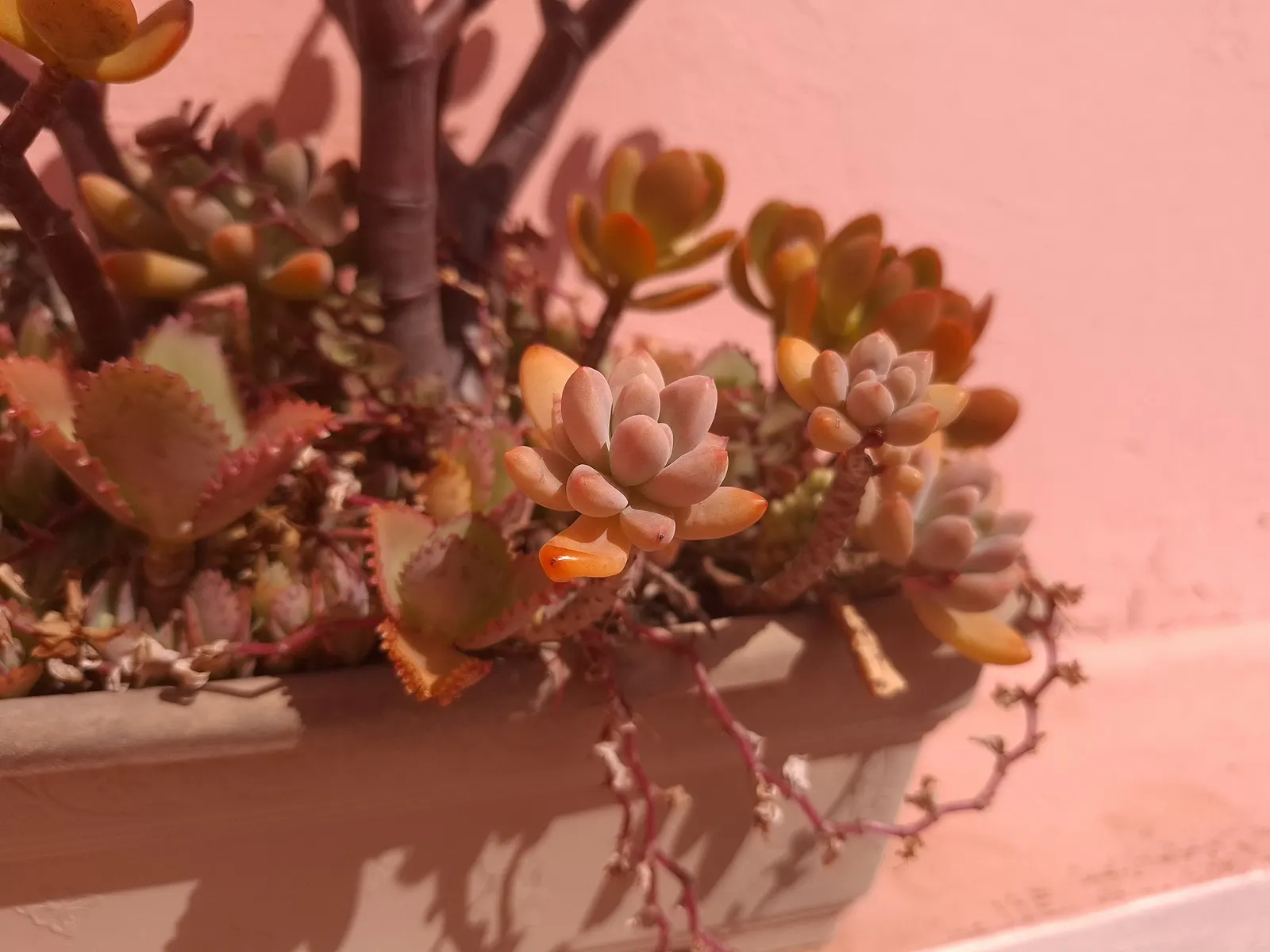 Ghost Plant (Graptopetalum Paraguayense) — Flower enthusiasts will appreciate the delicate yellow blooms that emerge in spring; adding a subtle burst of color