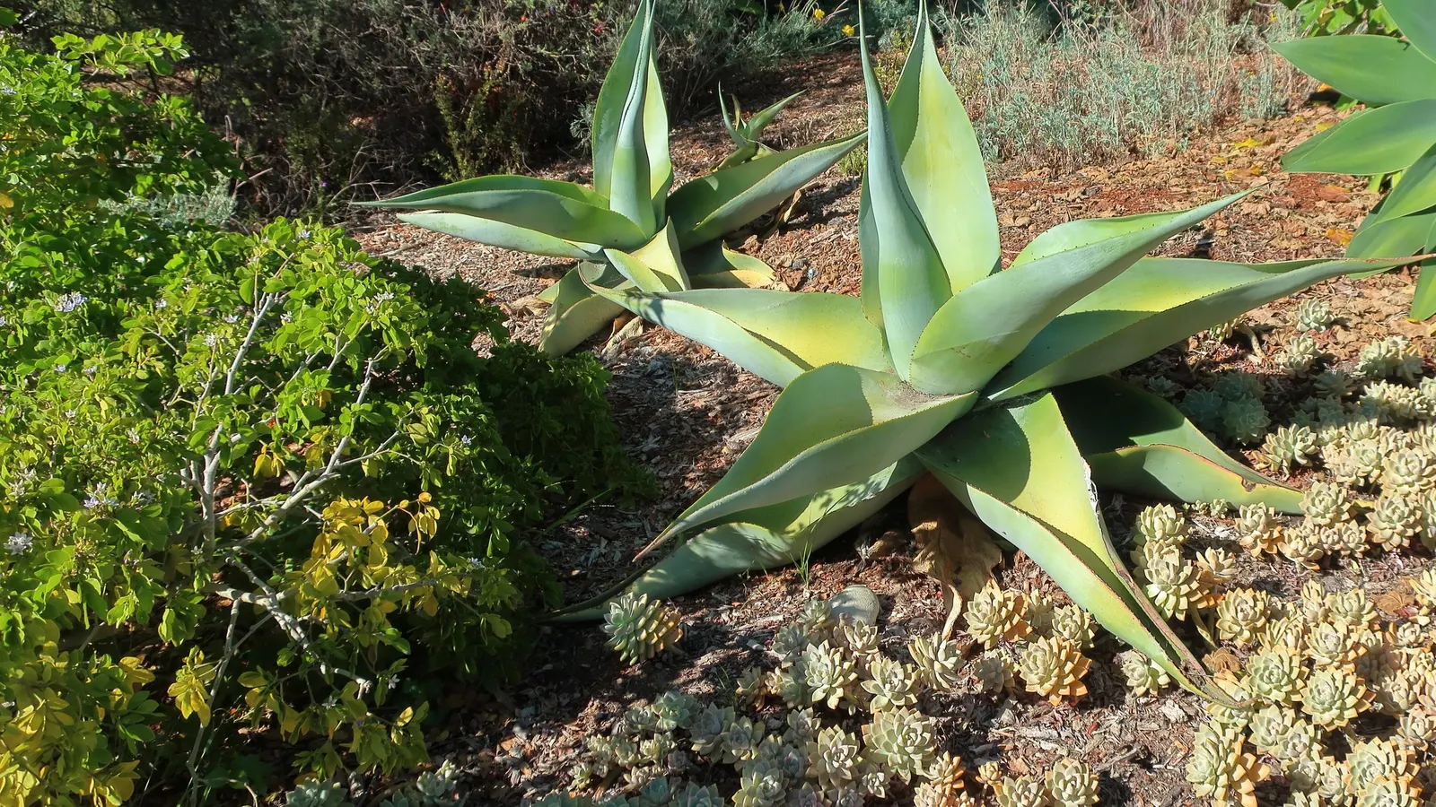 Ghost Plant (Graptopetalum Paraguayense) — This drought-tolerant beauty thrives in USDA zones 7b to 11 and requires well-draining soil; white, image 63