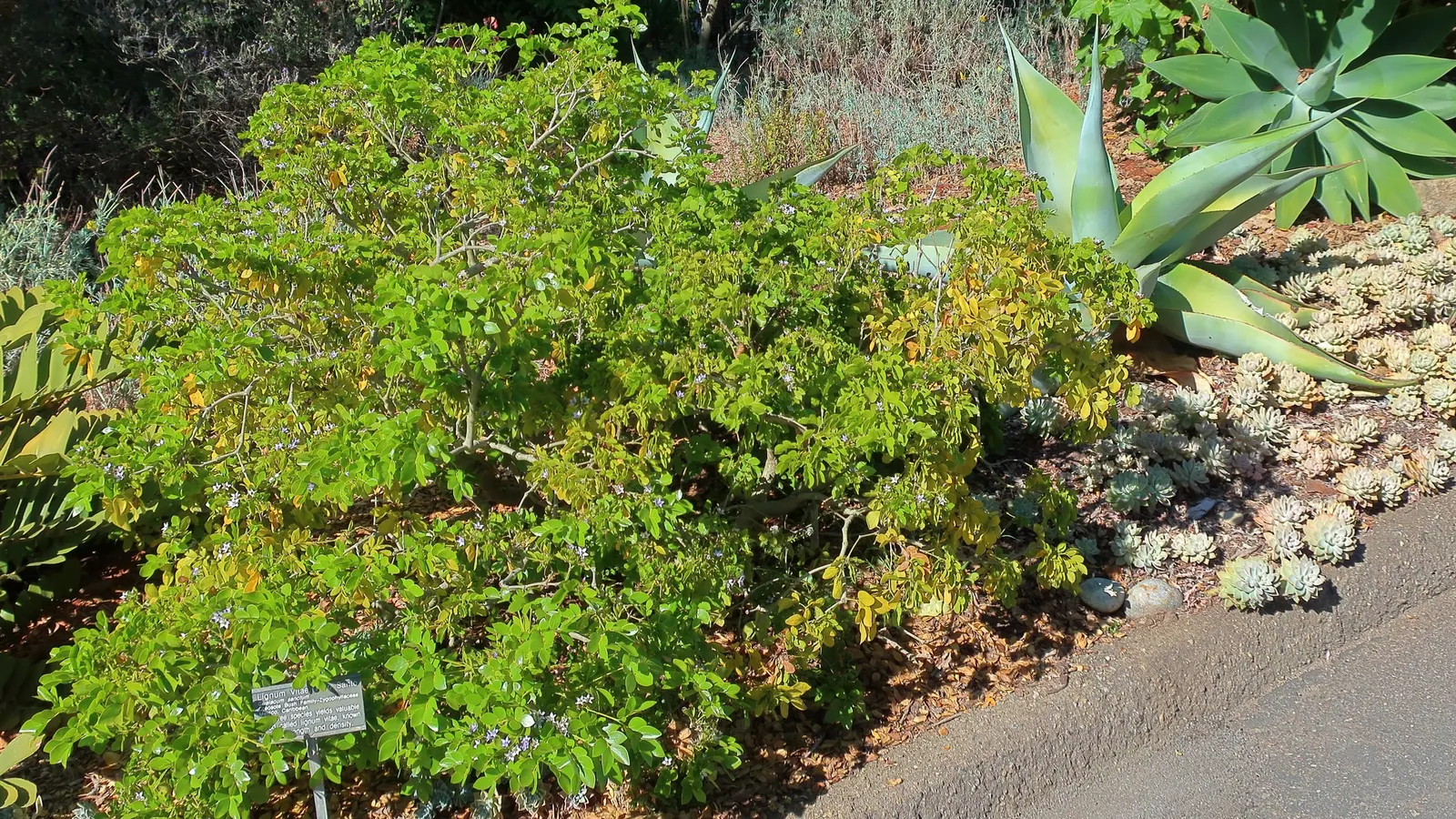 Ghost Plant (Graptopetalum Paraguayense) — The leaves boast a unique; creating a spectacular ground cover or a charming addition to rock gardens, image 48