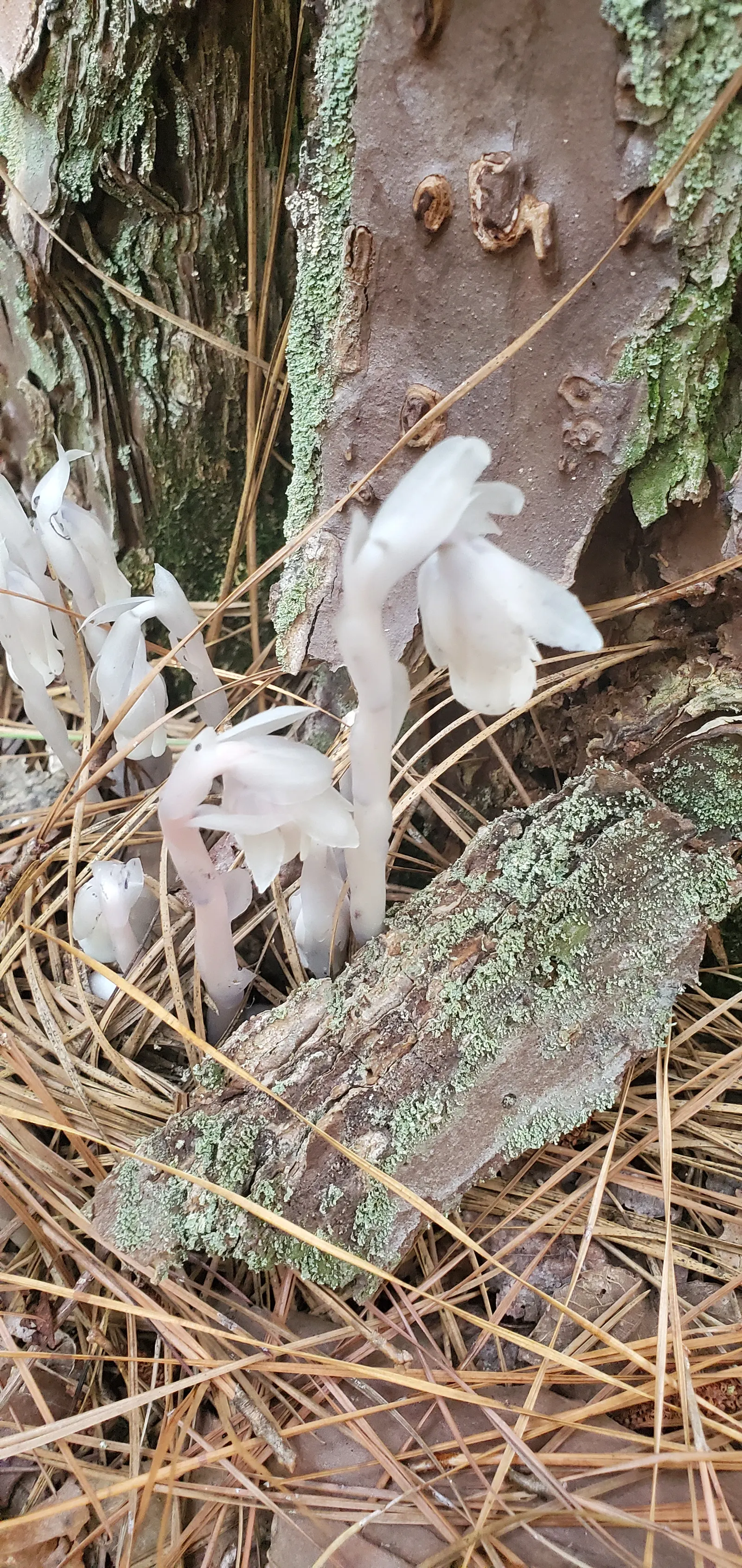 Ghost Plant (Graptopetalum Paraguayense) — at least 6 hours of daylight are optimal for its growth and coloration; is a versatile and intriguing, image 70