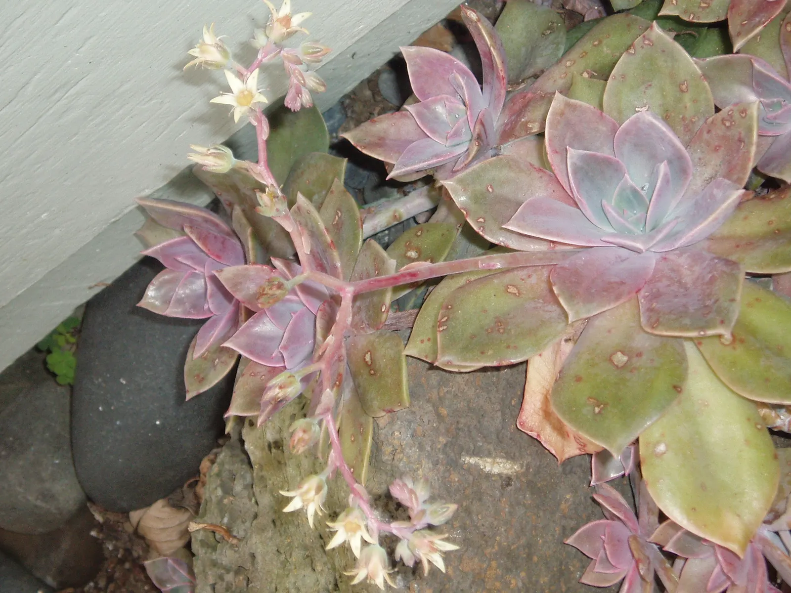 Ghost Plant (Graptopetalum Paraguayense) — white flowers in the garden; this drought-tolerant beauty thrives in USDA zones 7b to 11 and requires well-draining